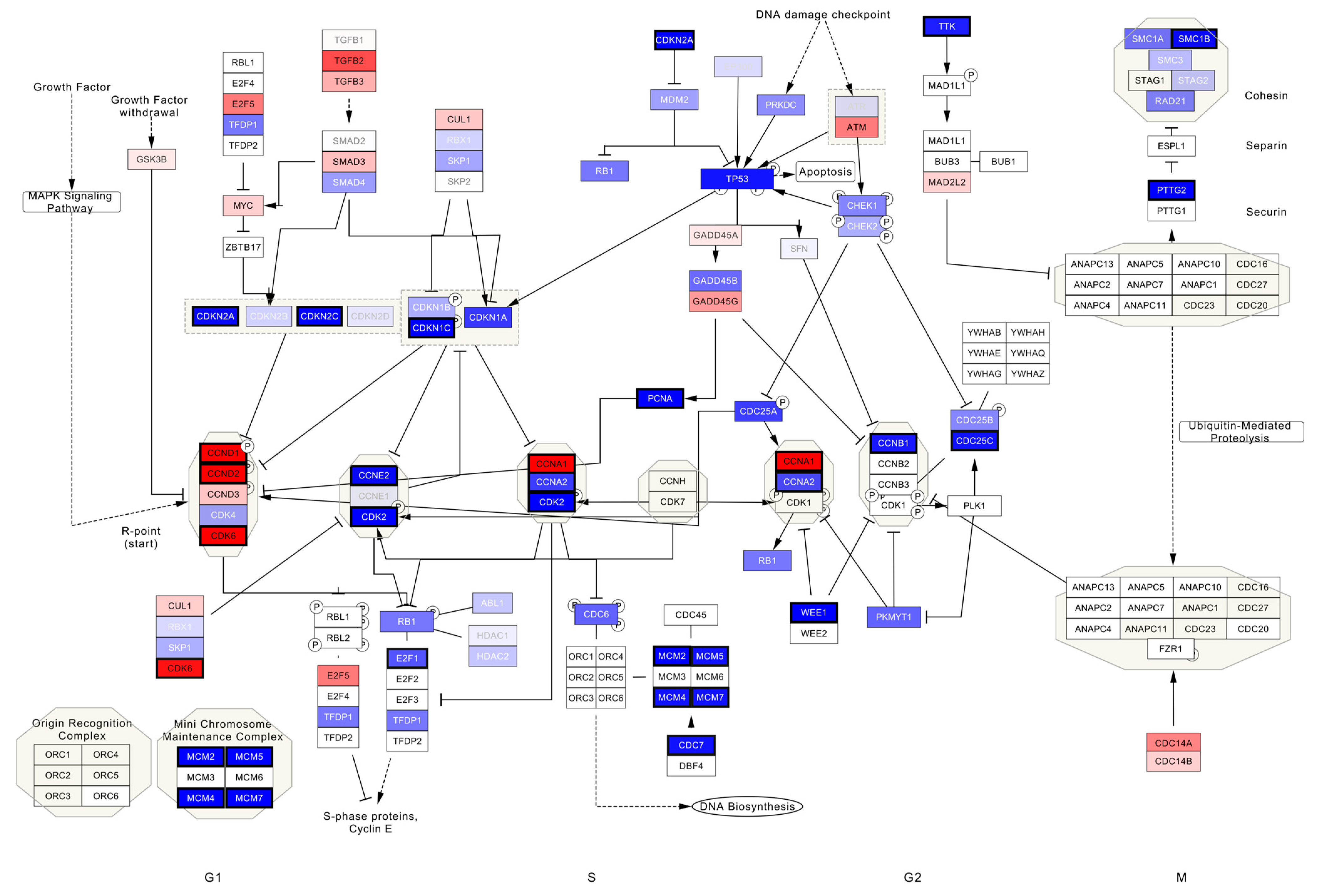 Cancers 13 06372 g003