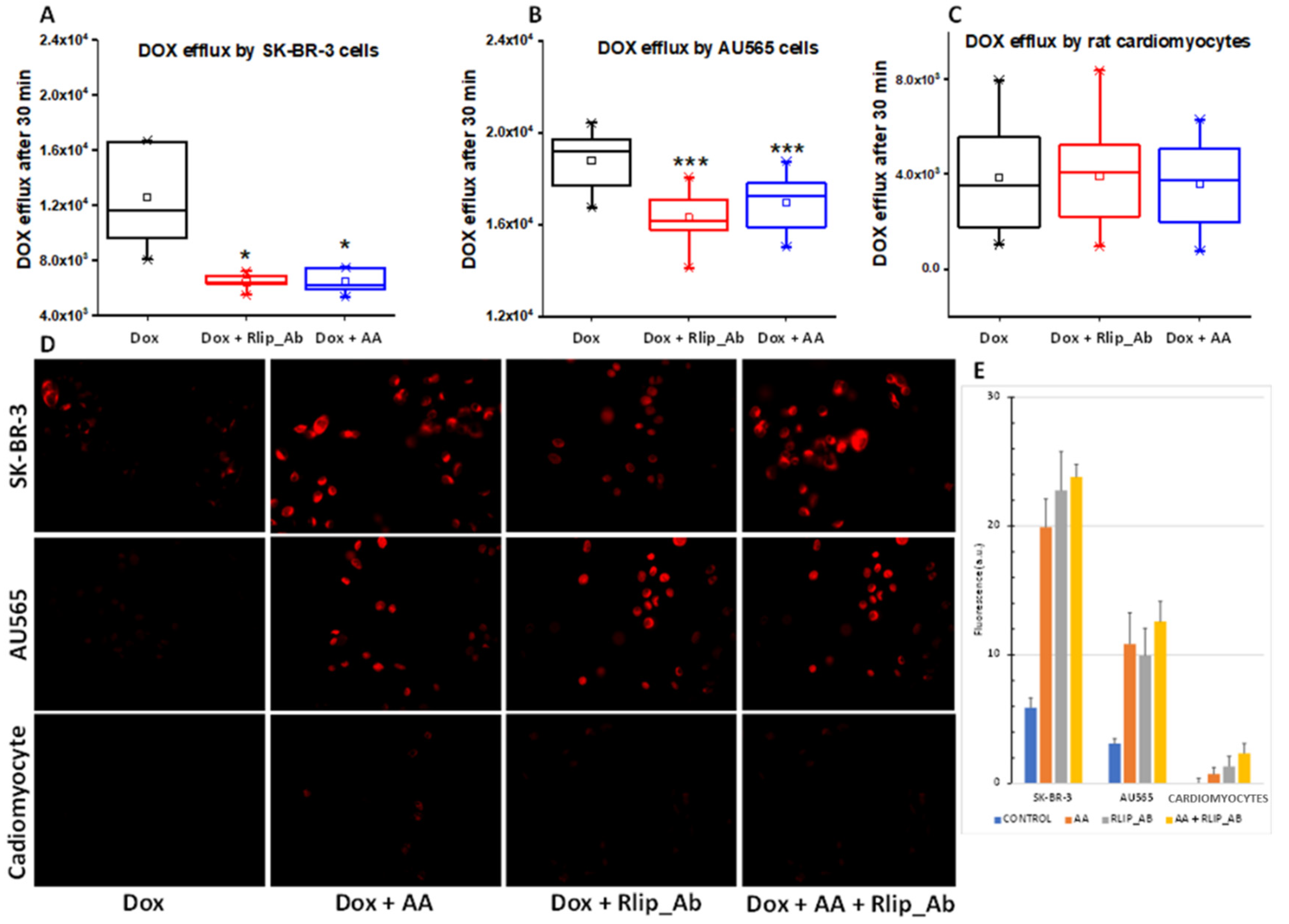 Cancers 13 06377 g010 Cancers 13 06377 g010