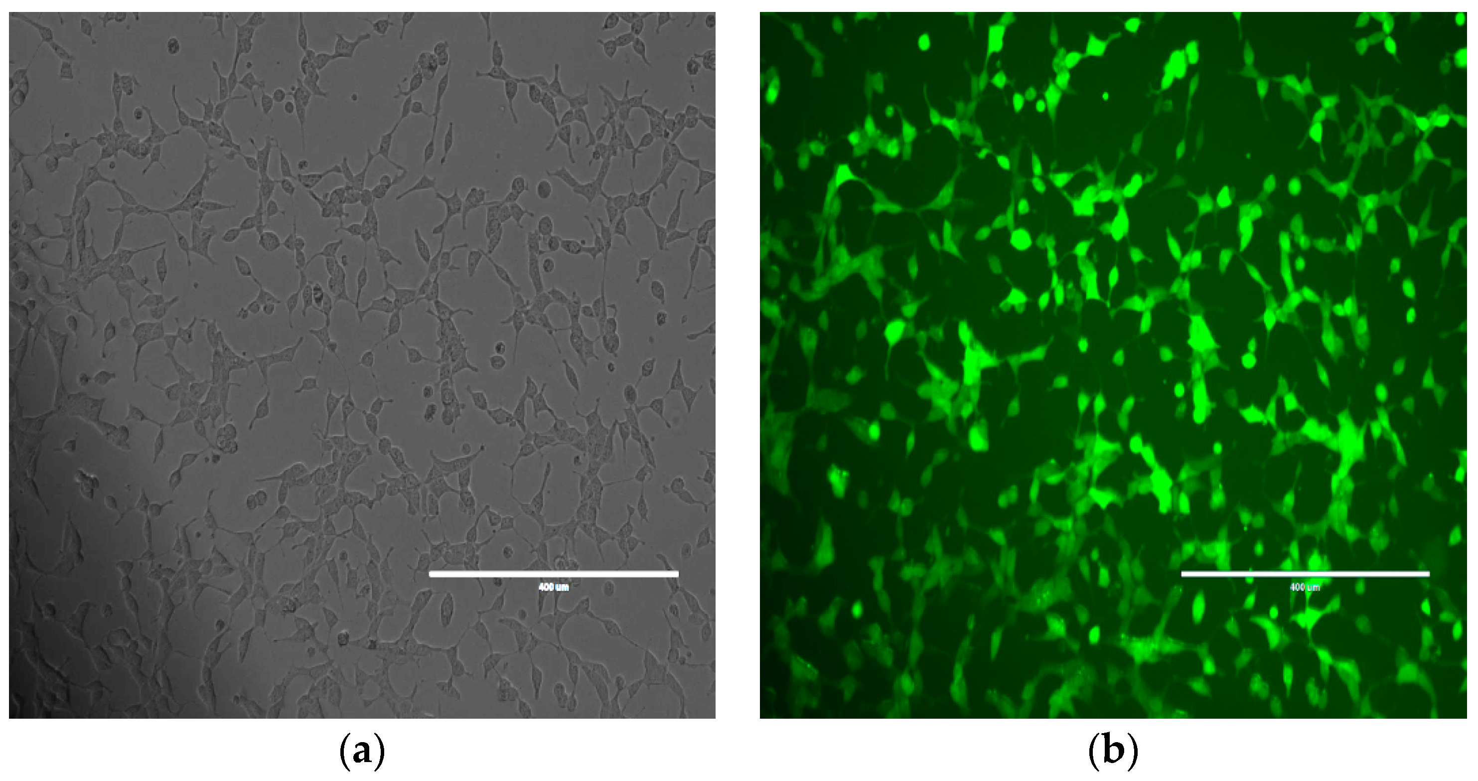 Cancers 13 06383 g002a