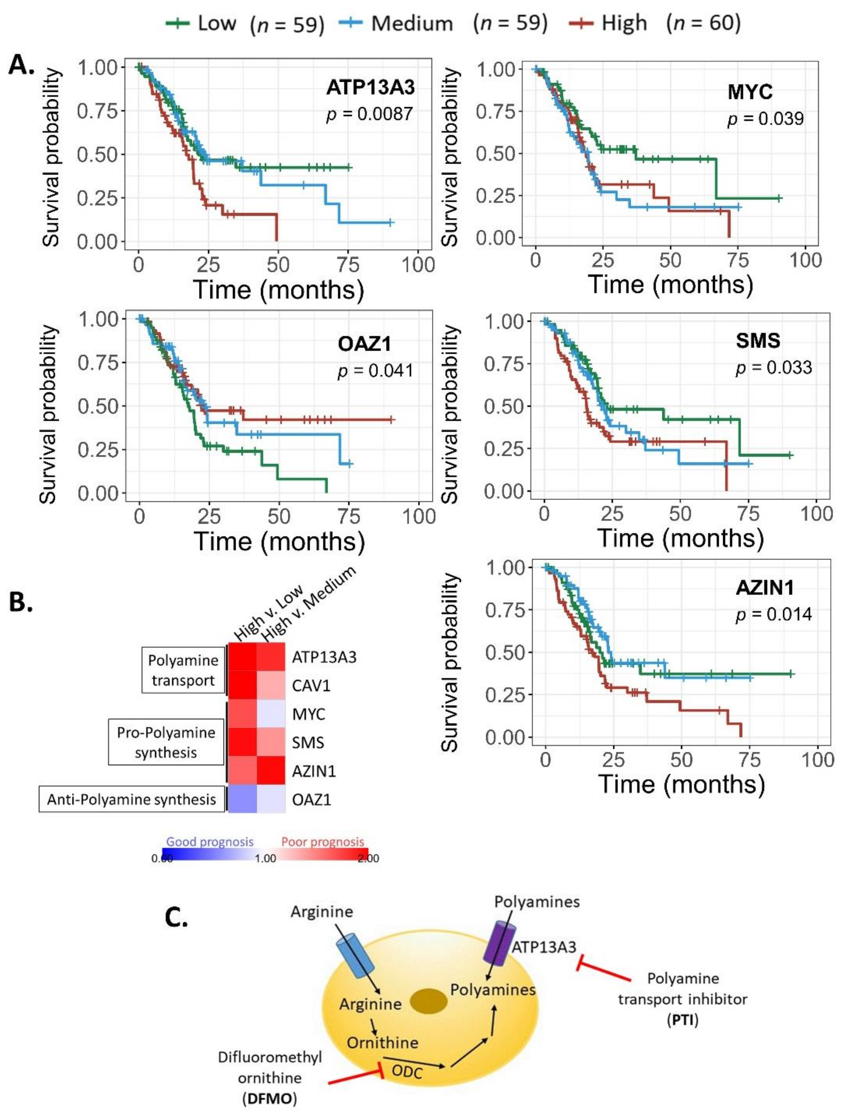 Cancers 13 06391 g003 Cancers 13 06391 g003