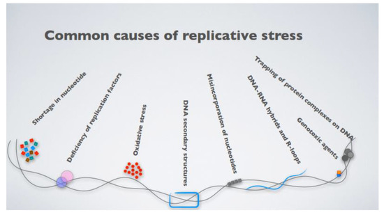 Genomic Instability and Replicative Stress in Multiple