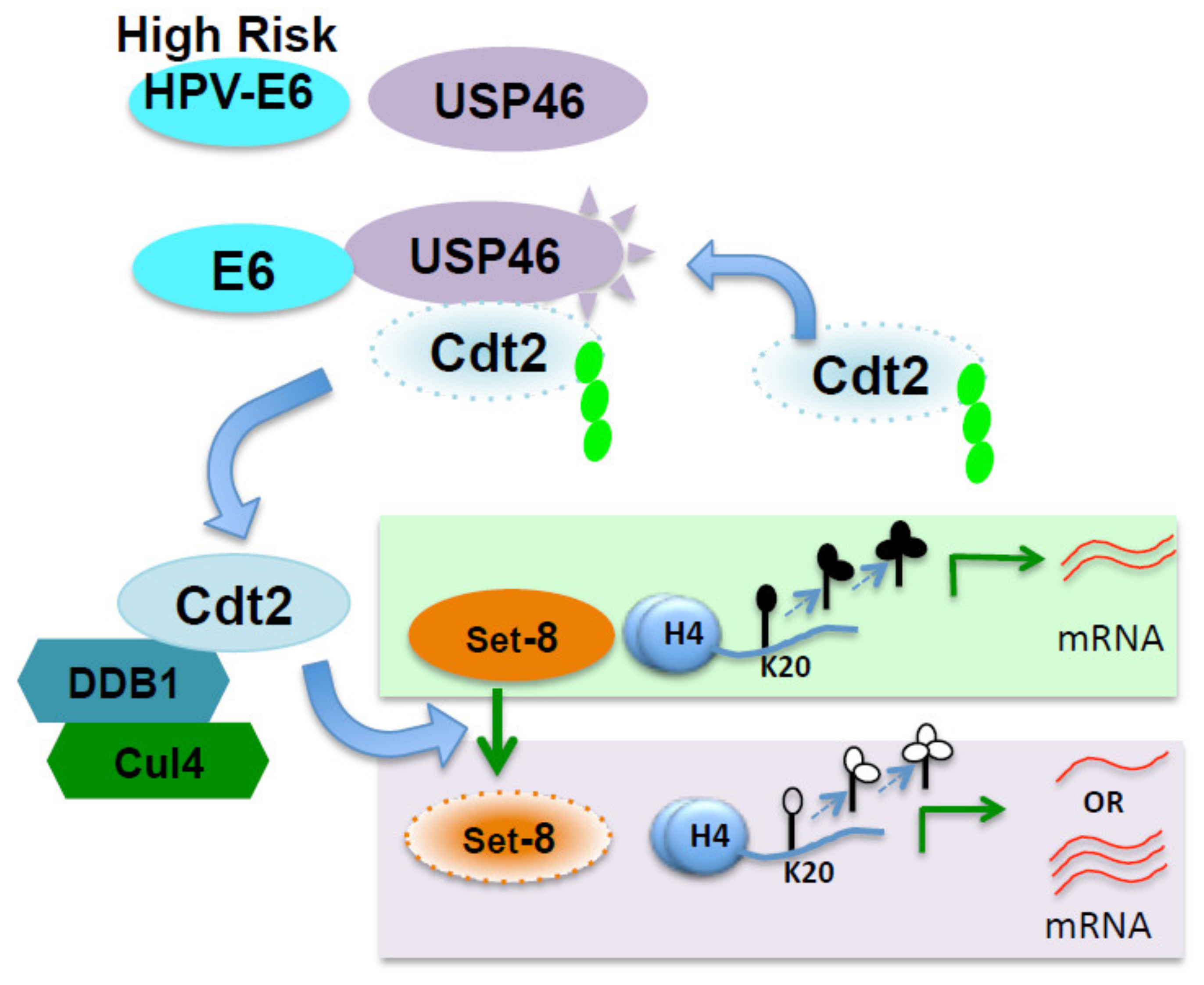 Cancers 14 00030 g006 550
