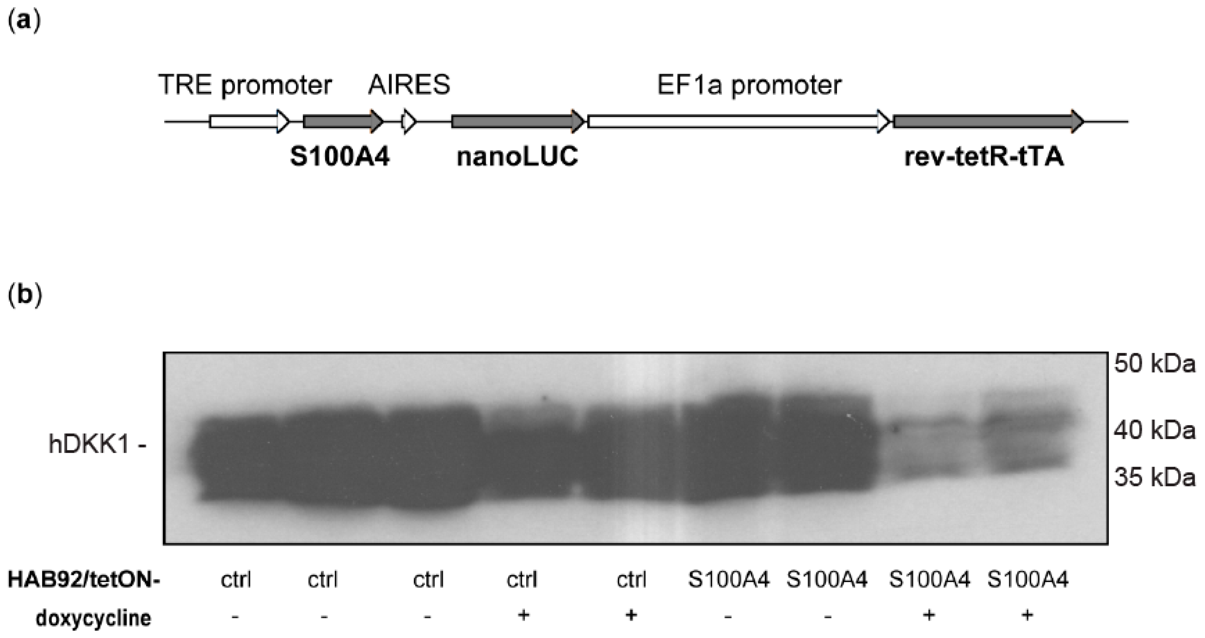Cancers 14 00037 g0a2 Cancers 14 00037 g0a2