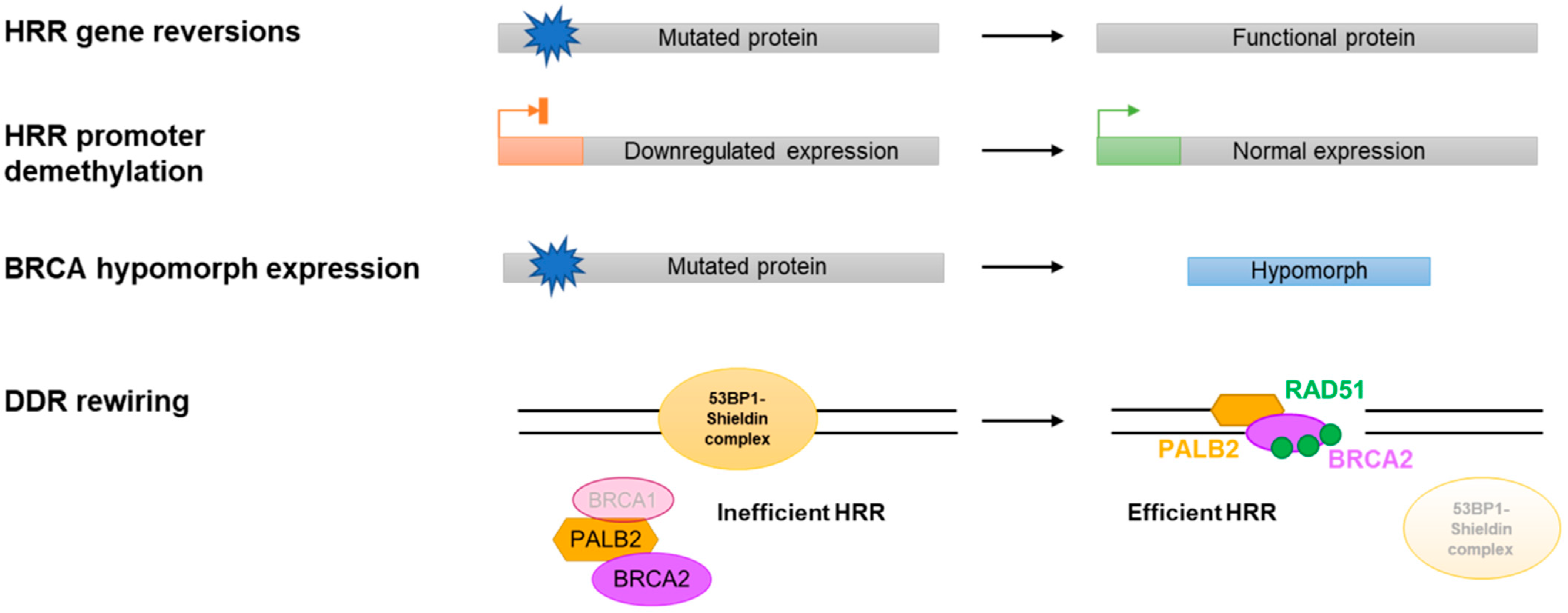 Cancers 14 00044 g002