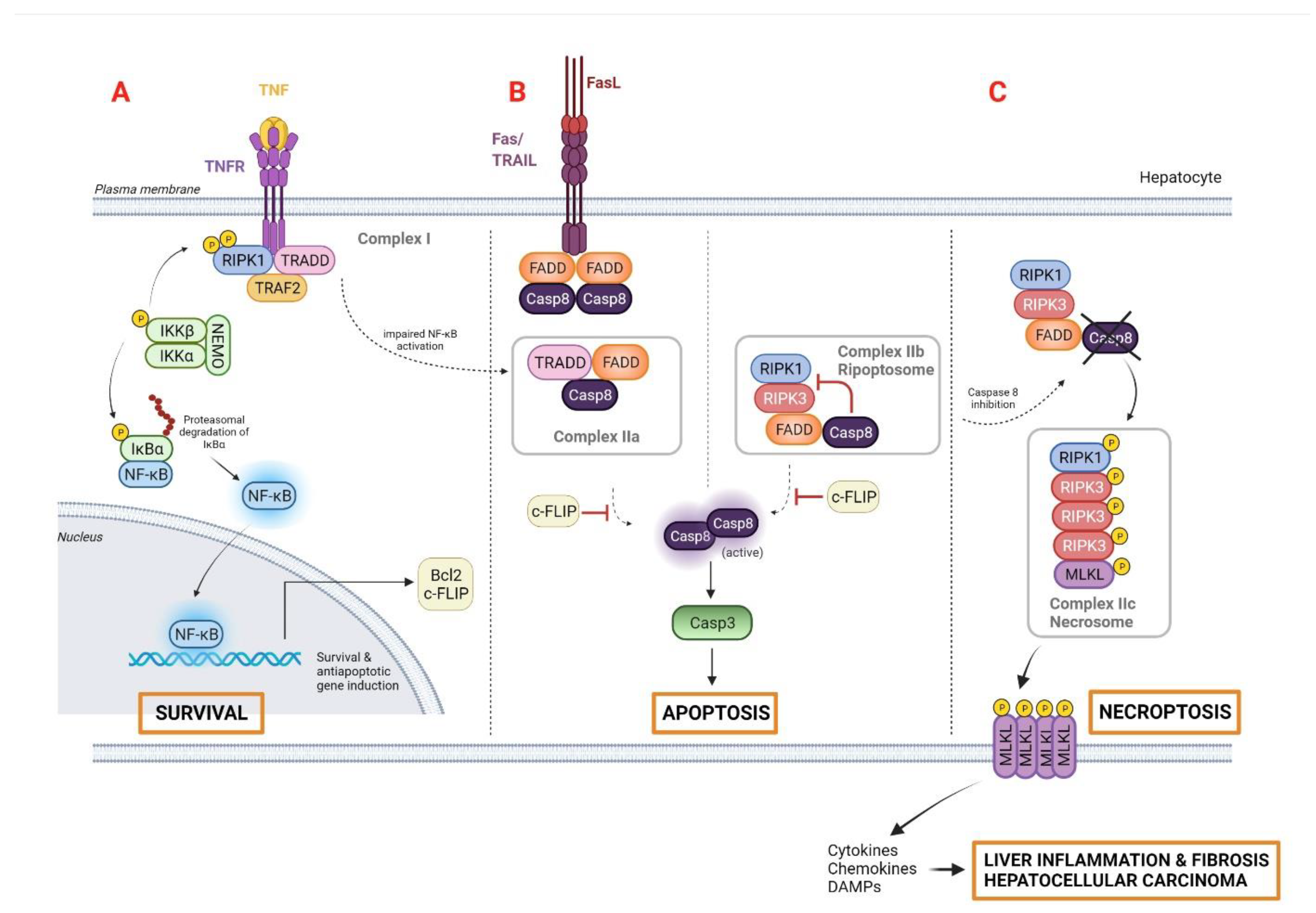Cancers 14 00048 g001 550