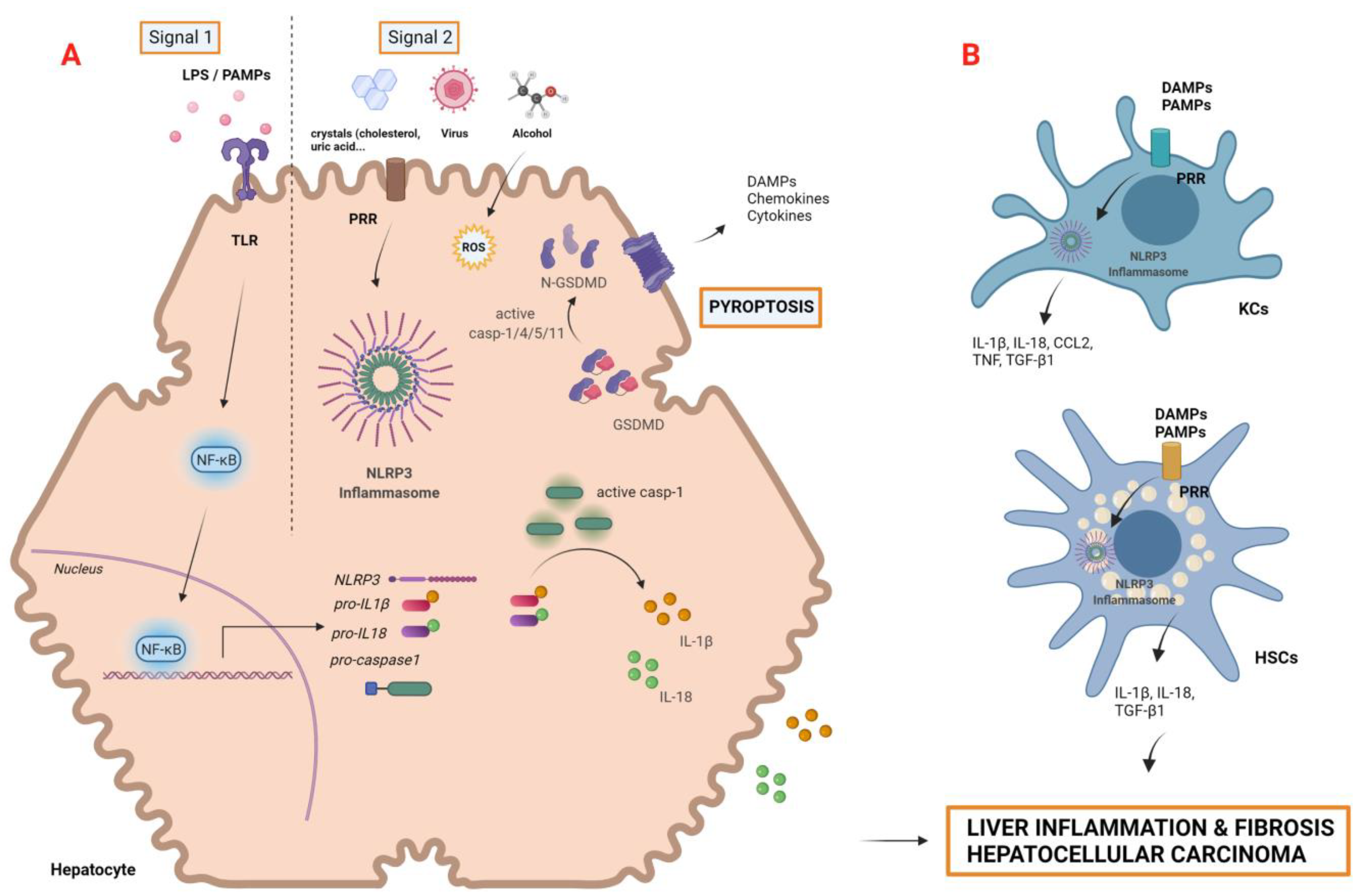 Cancers 14 00048 g002 550