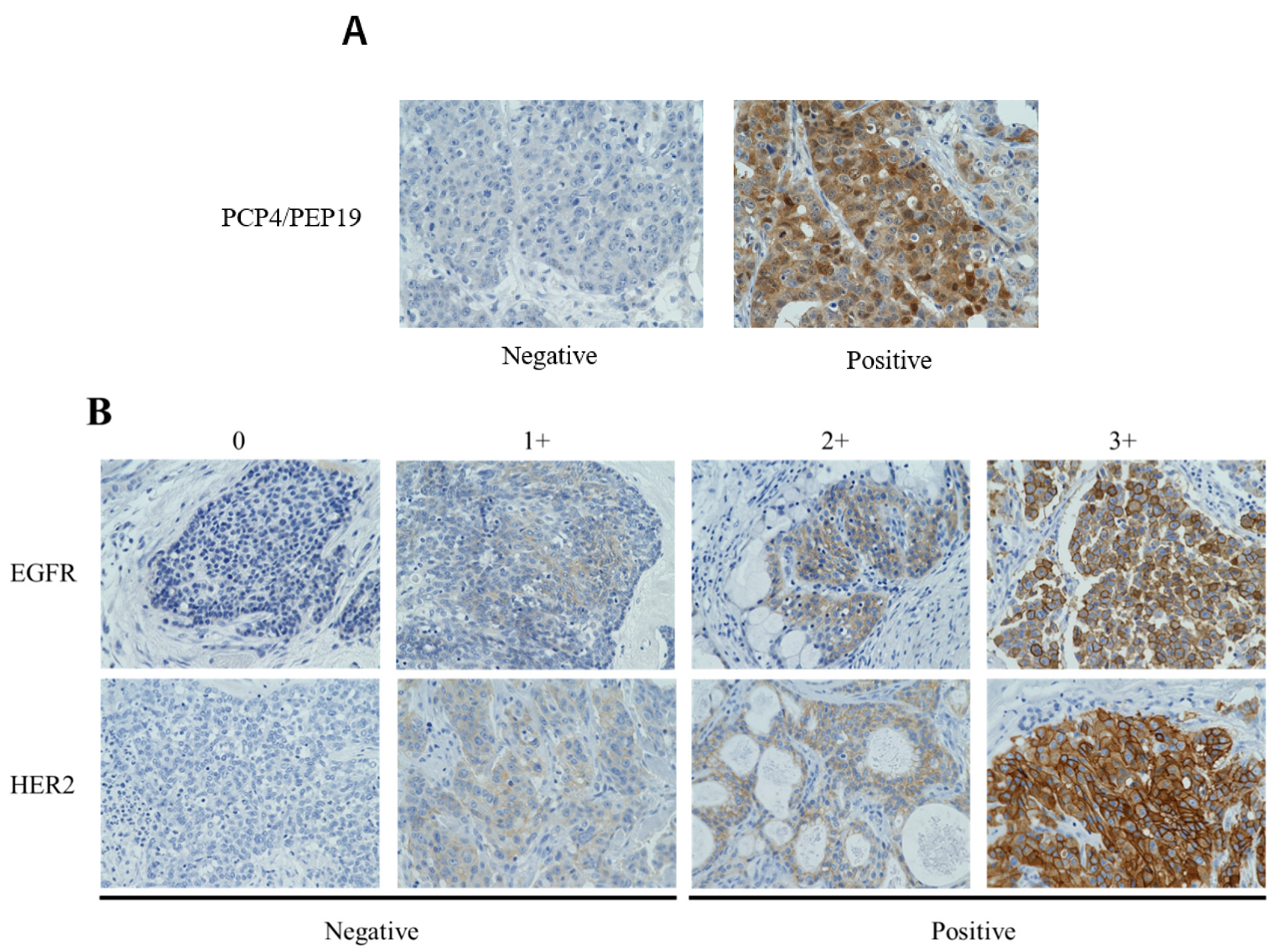 Cancers 14 00054 g001 Cancers 14 00054 g001