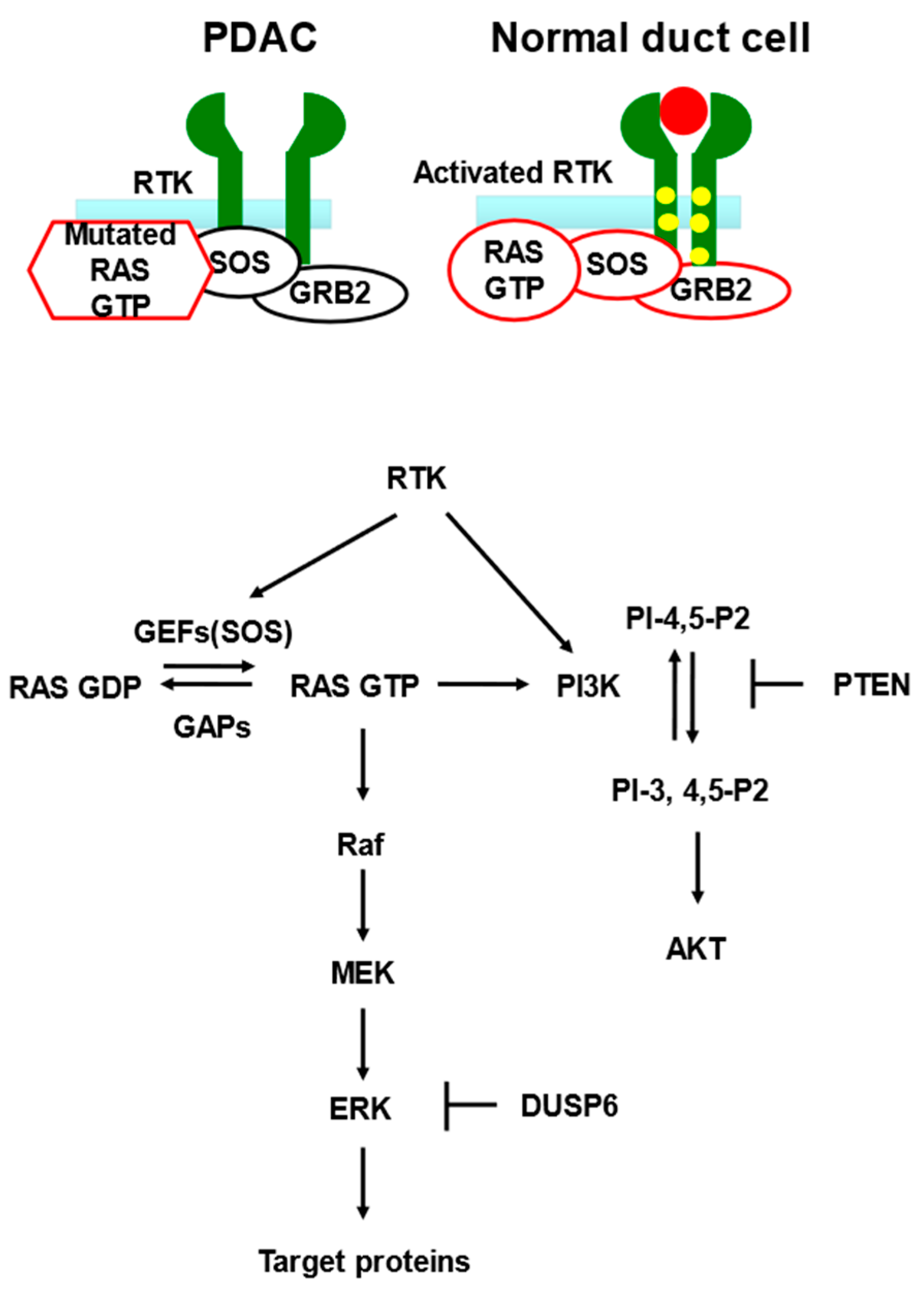 Cancers 14 00071 g002