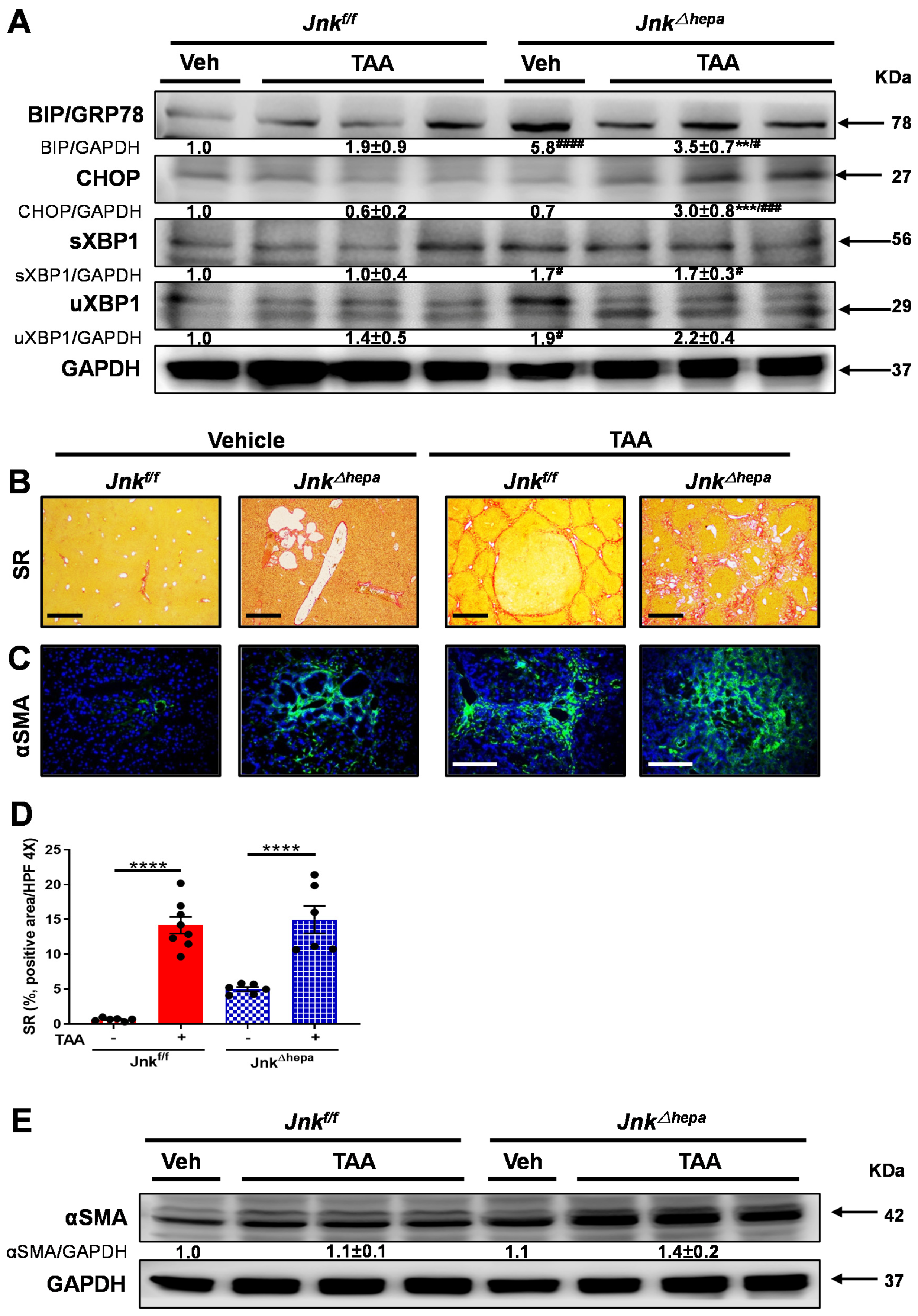 Cancers 14 00078 g005