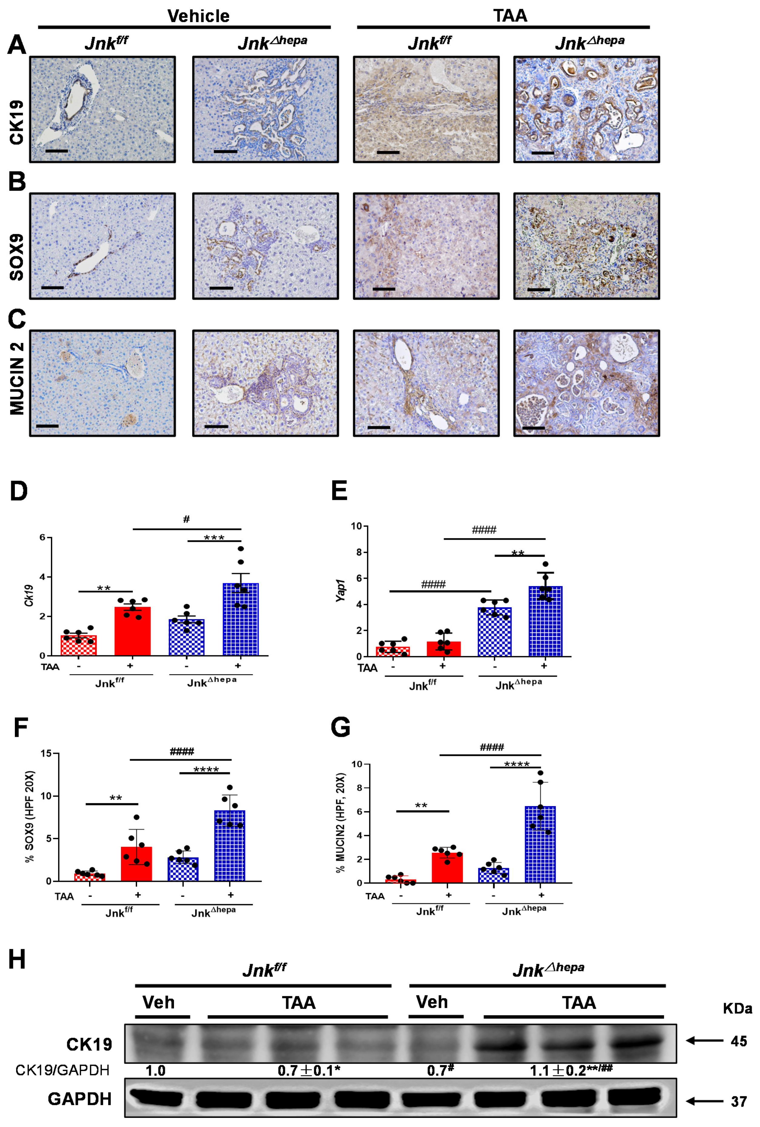 Cancers 14 00078 g007