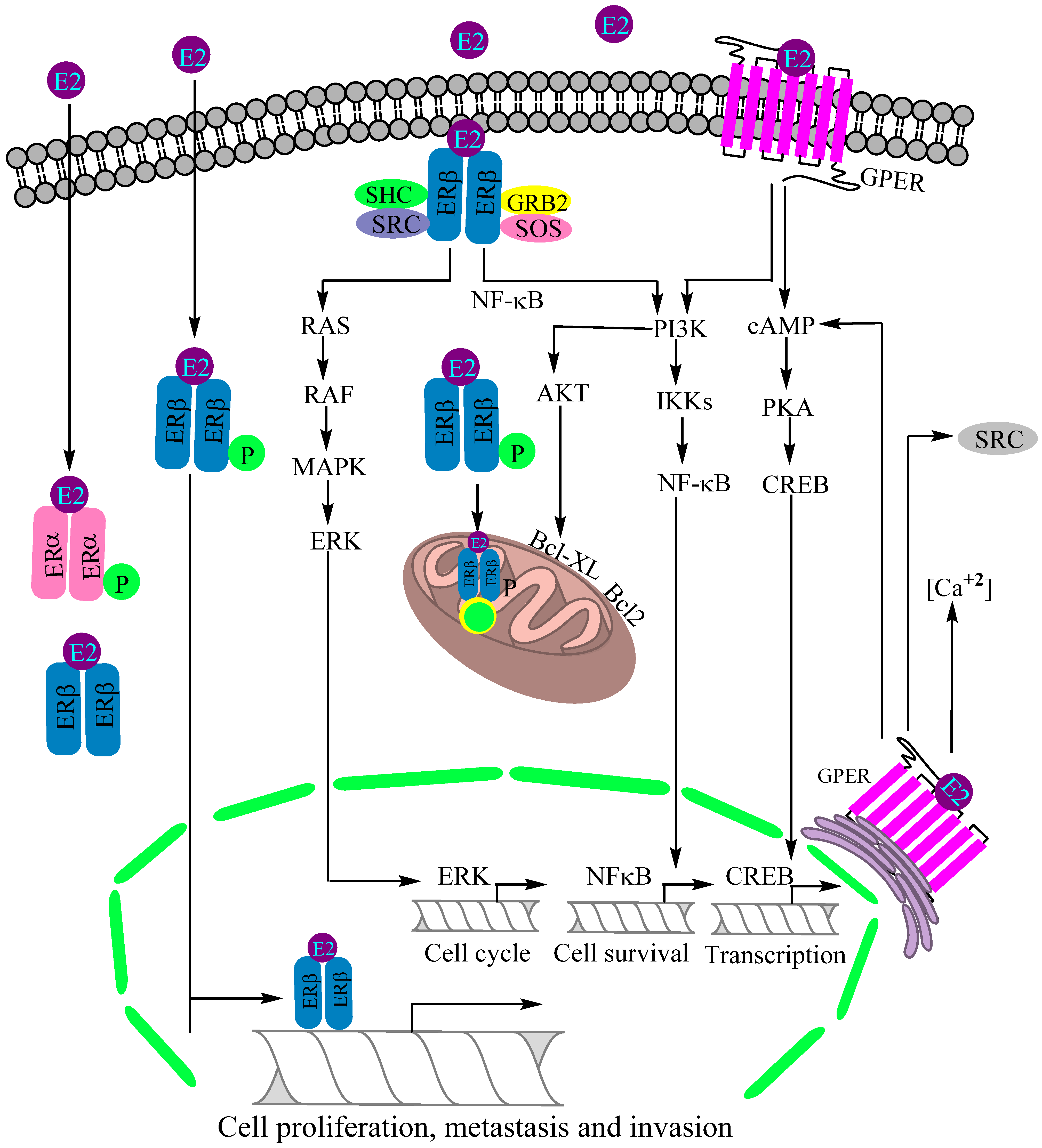 Cancers 14 00080 g003 Cancers 14 00080 g003