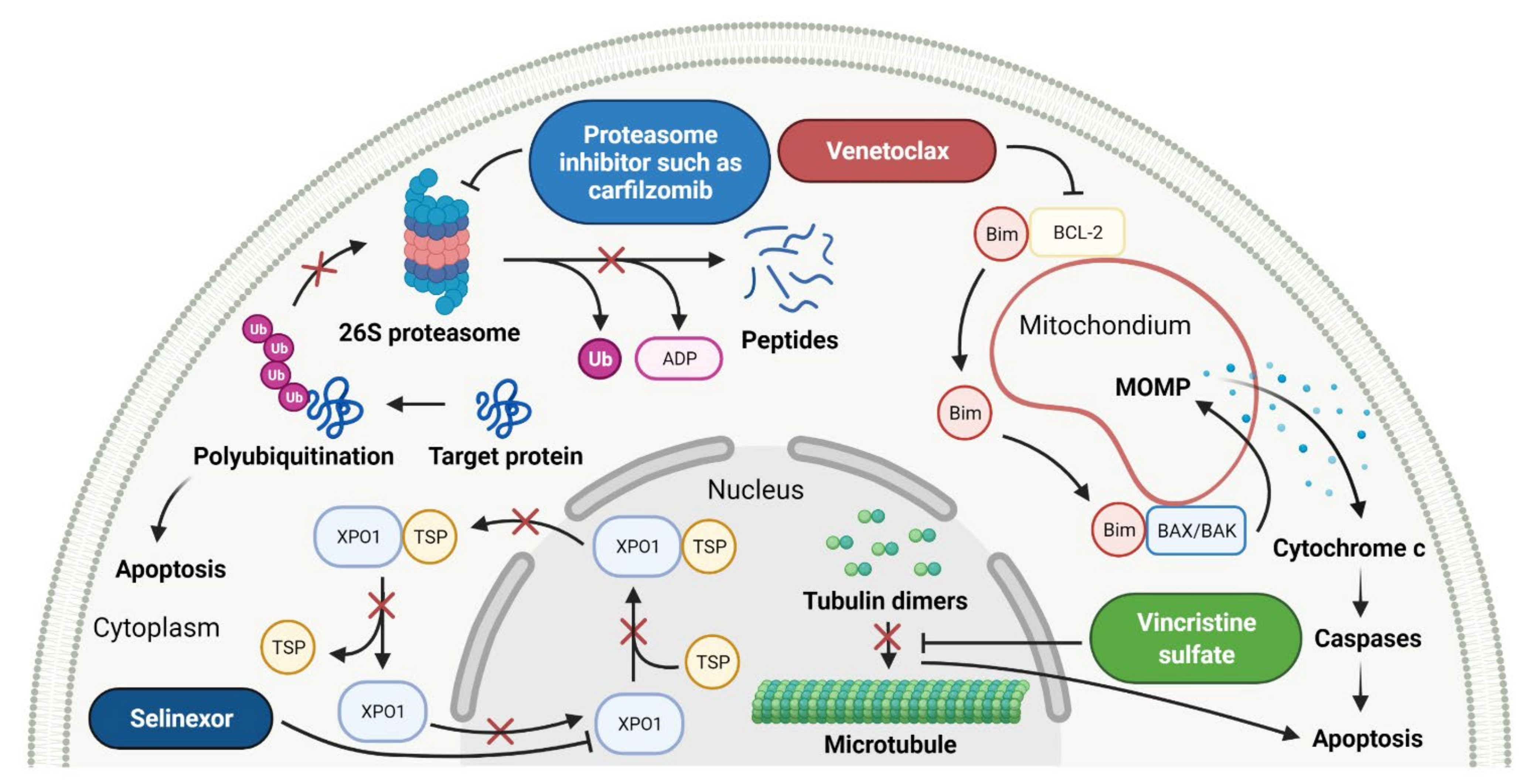 Cancers 14 00087 g006 Cancers 14 00087 g006