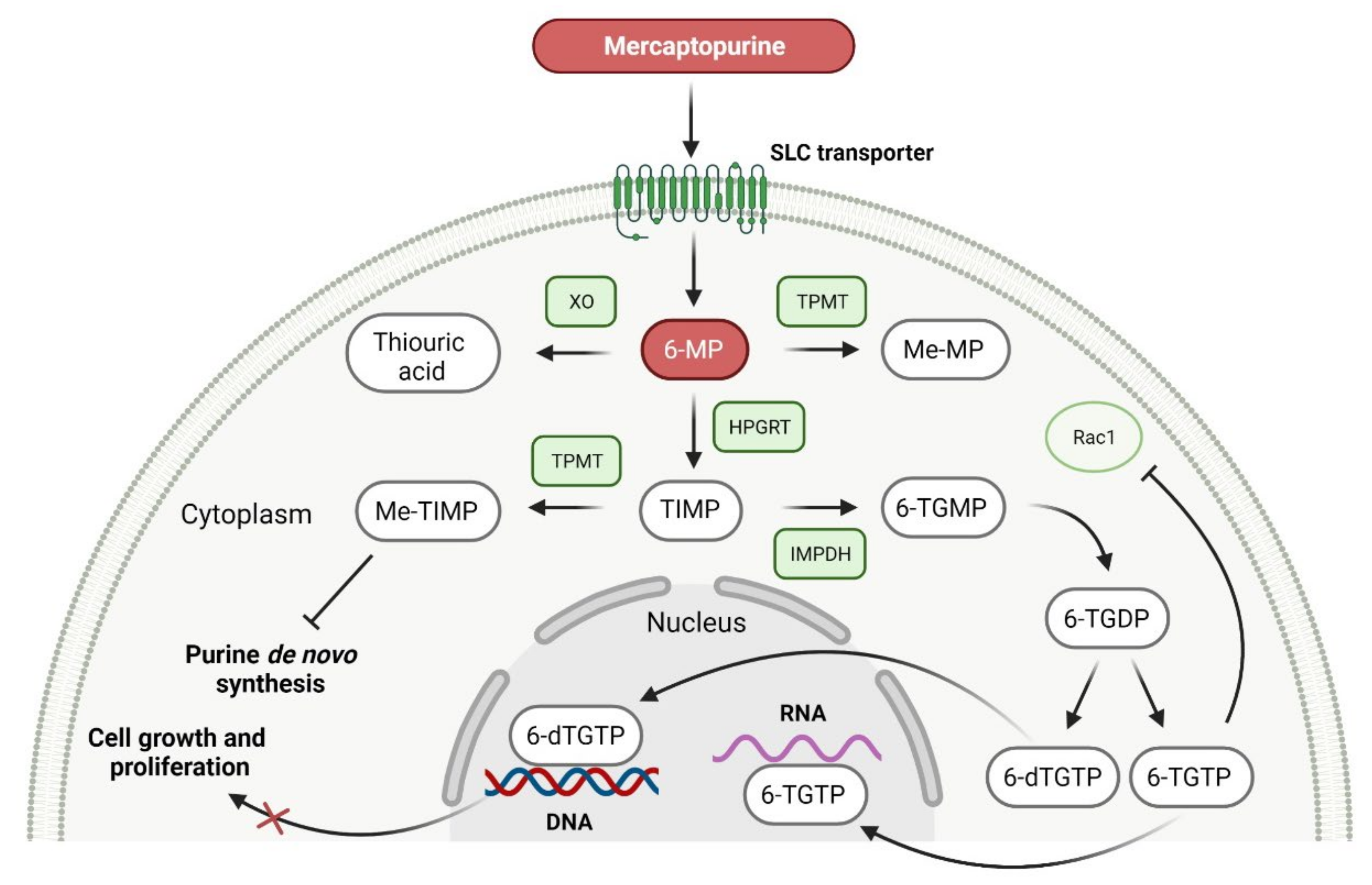 Cancers 14 00087 g008 Cancers 14 00087 g008