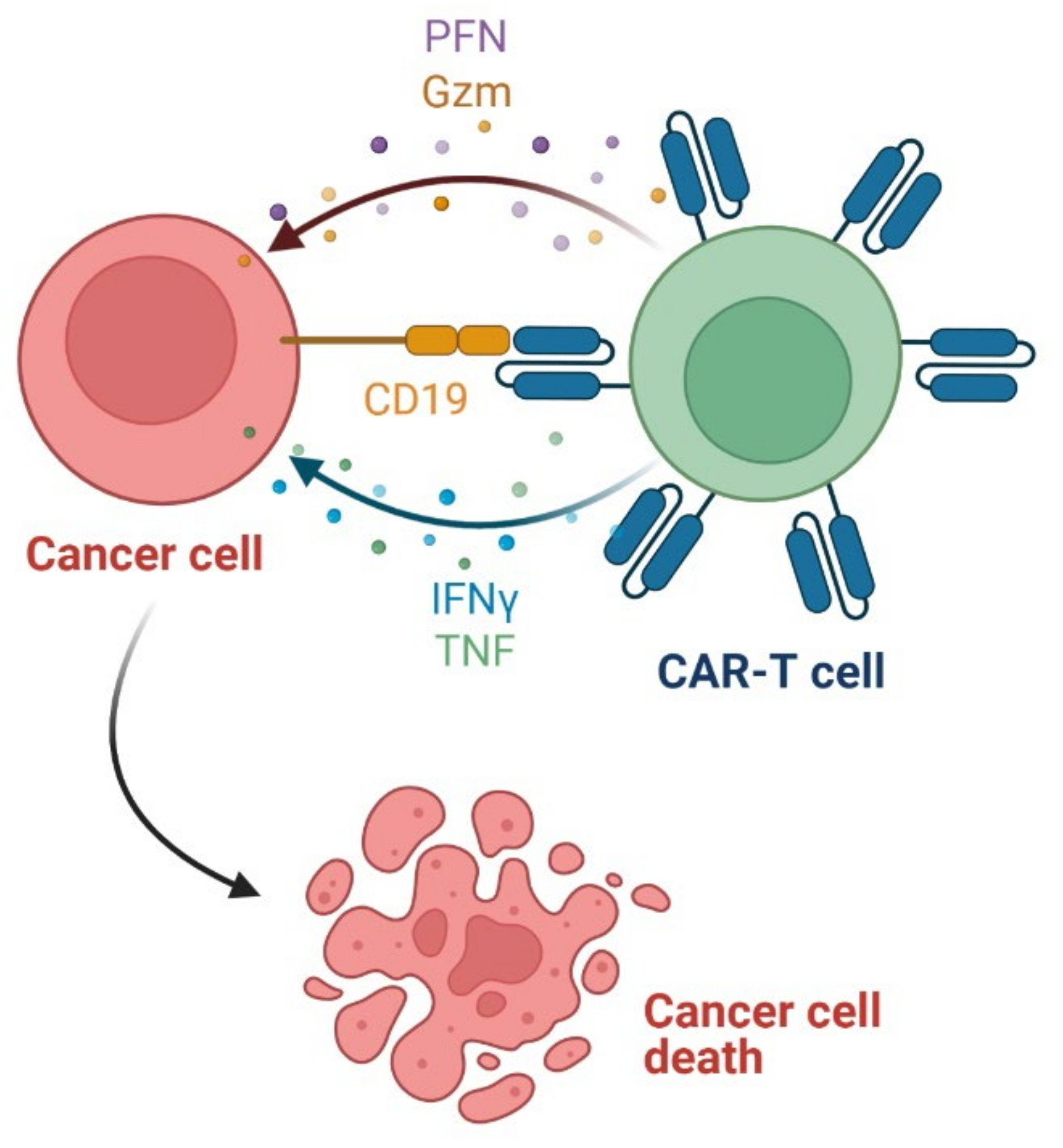 Cancers 14 00087 g014 Cancers 14 00087 g014