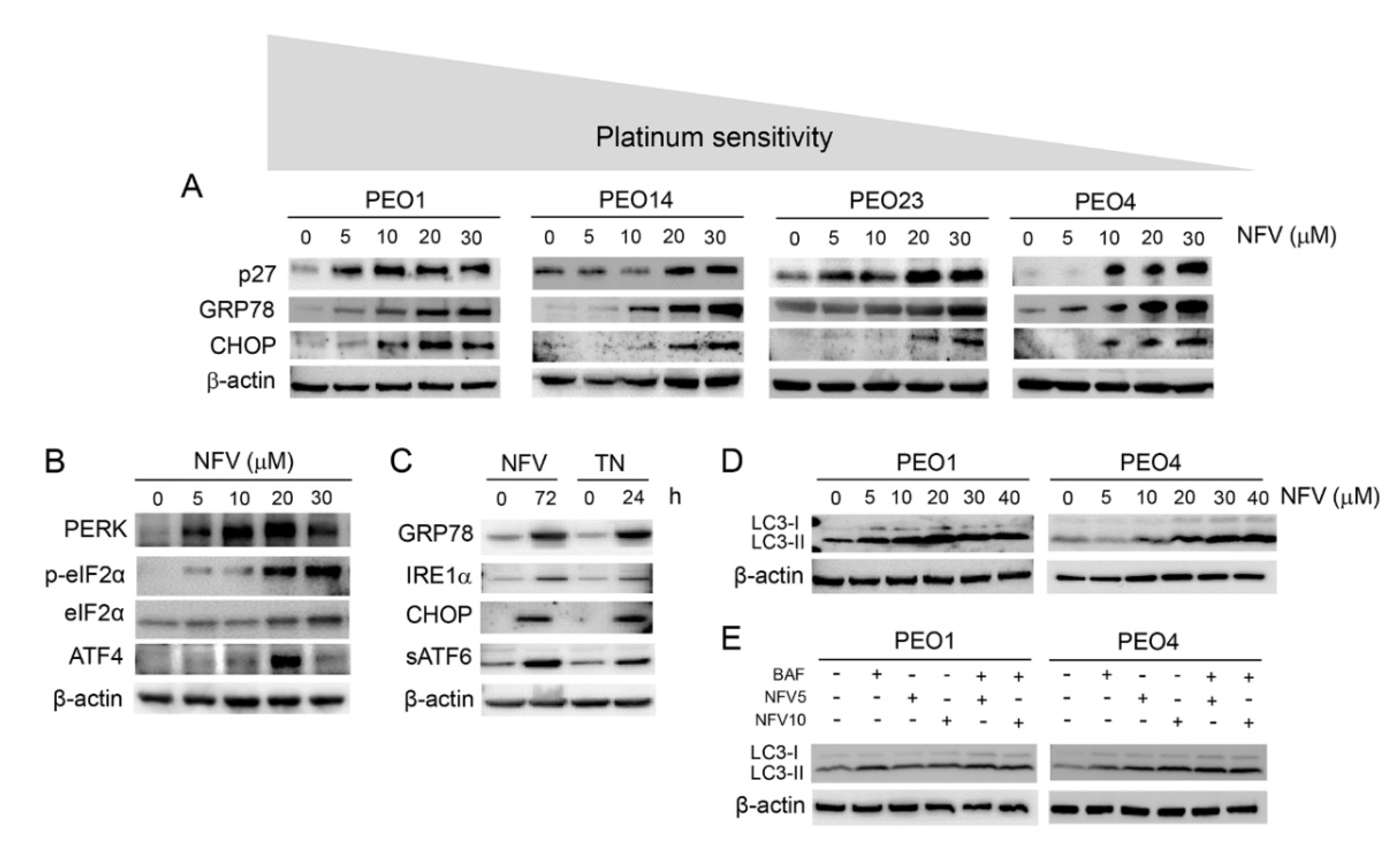 Cancers 14 00099 g002 Cancers 14 00099 g002