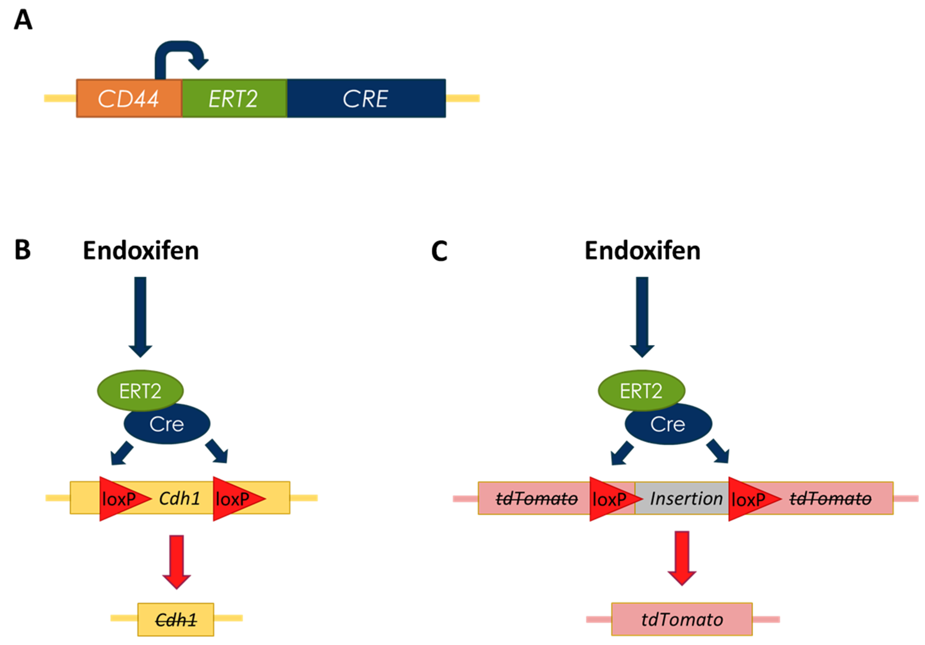 Cancers 14 00102 g006 Cancers 14 00102 g006