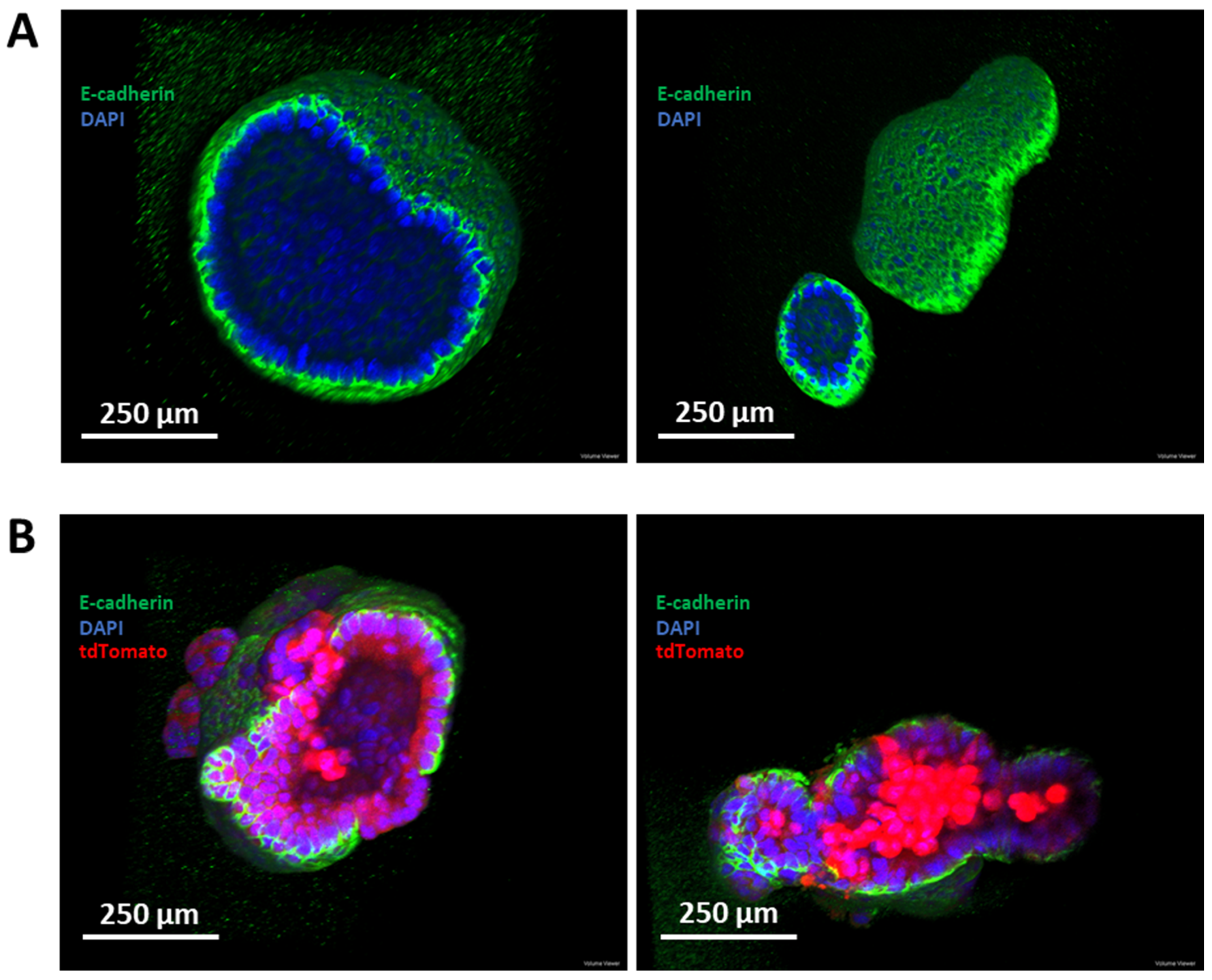 Cancers 14 00102 g008 Cancers 14 00102 g008