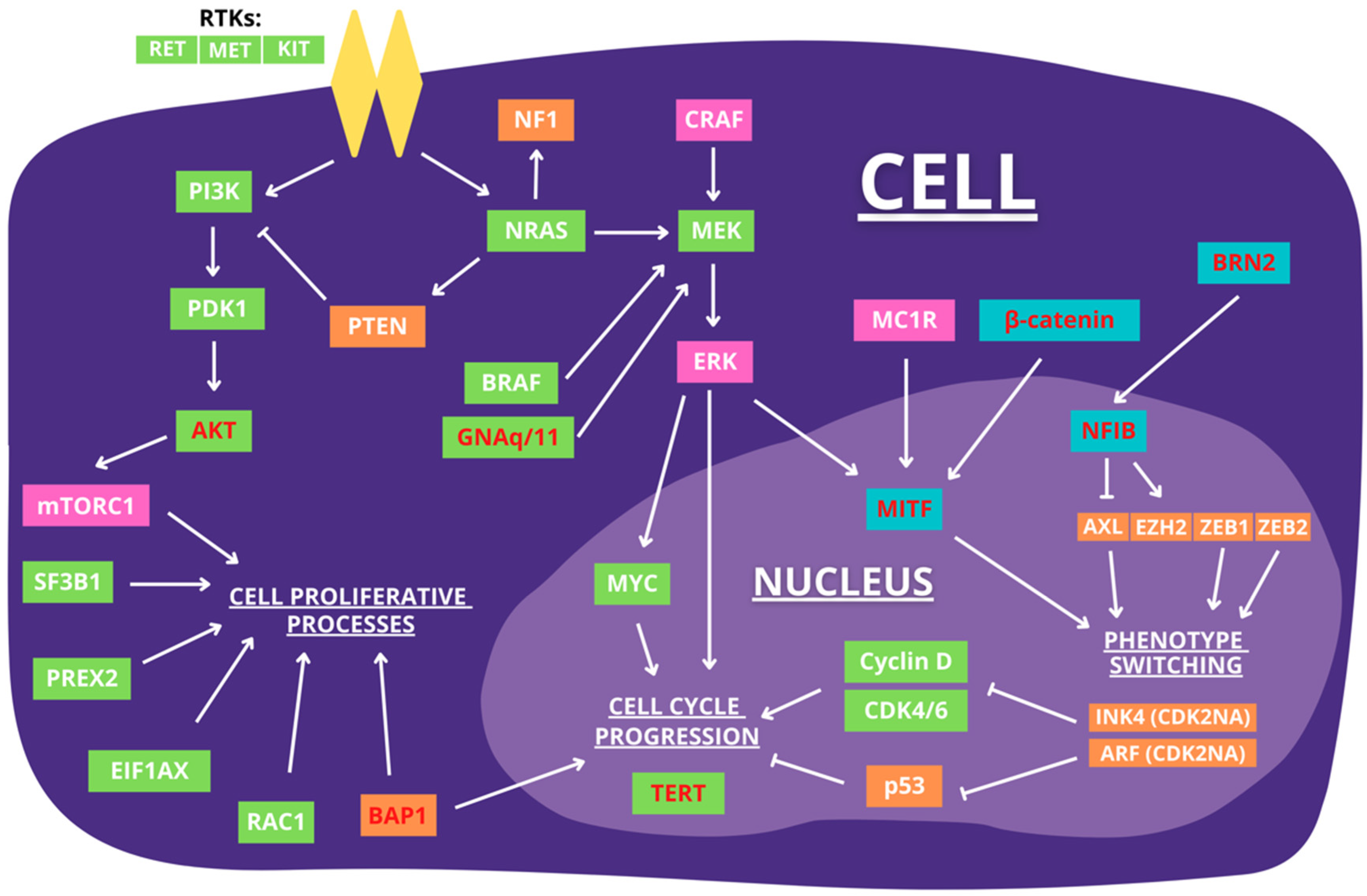Cancers 14 00123 g001 Cancers 14 00123 g001