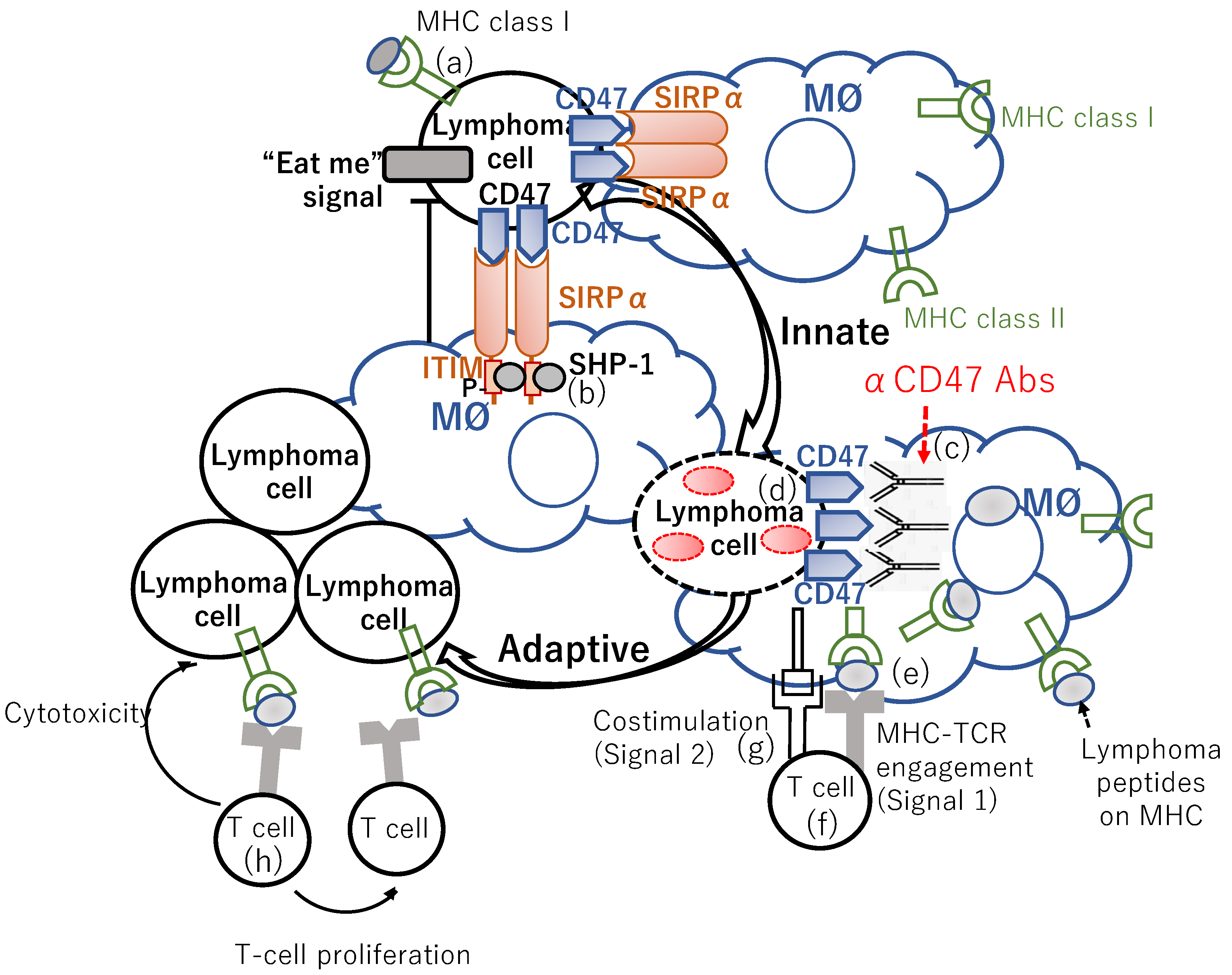 Cancers 14 00141 g002 Cancers 14 00141 g002