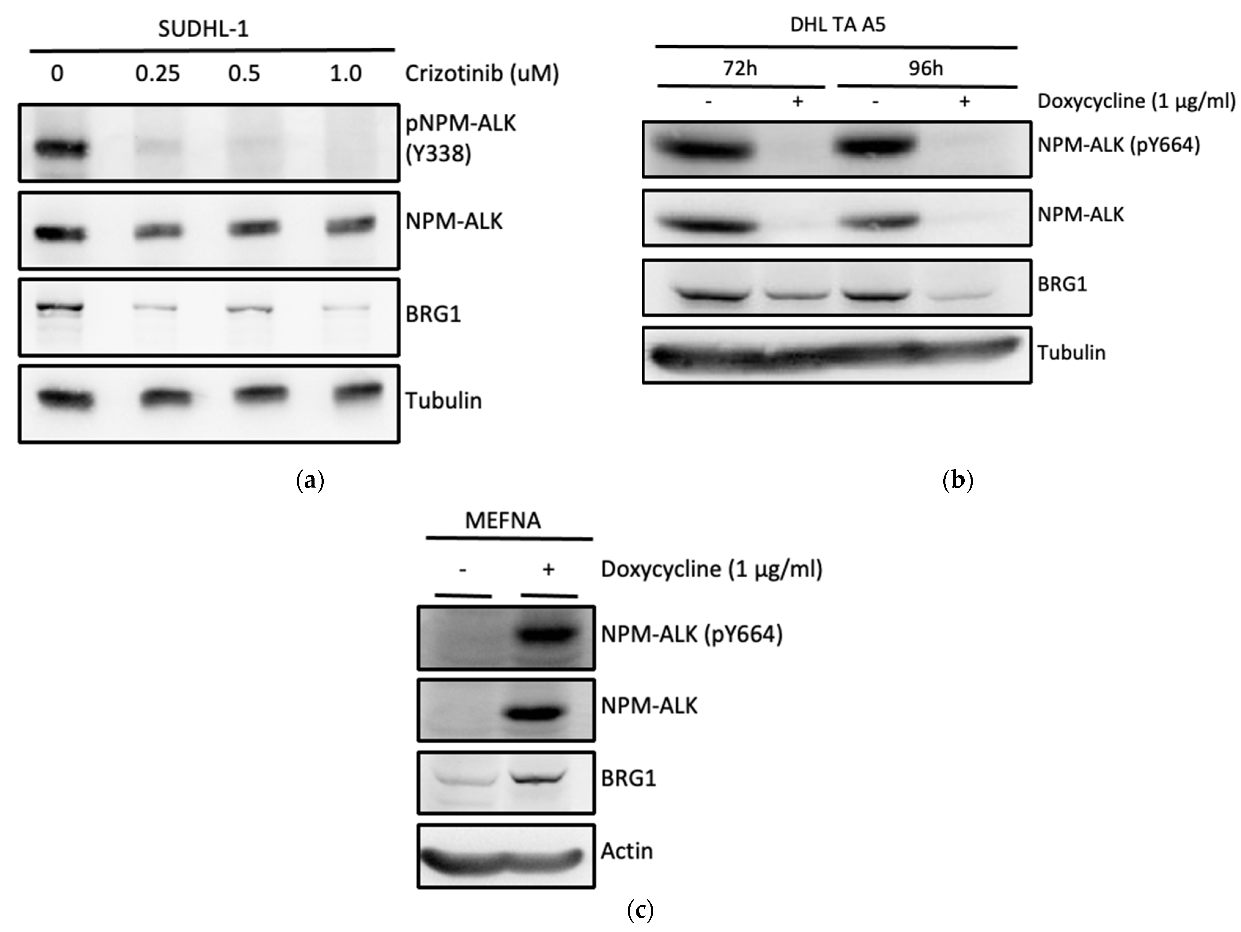 Cancers 14 00151 g002 Cancers 14 00151 g002