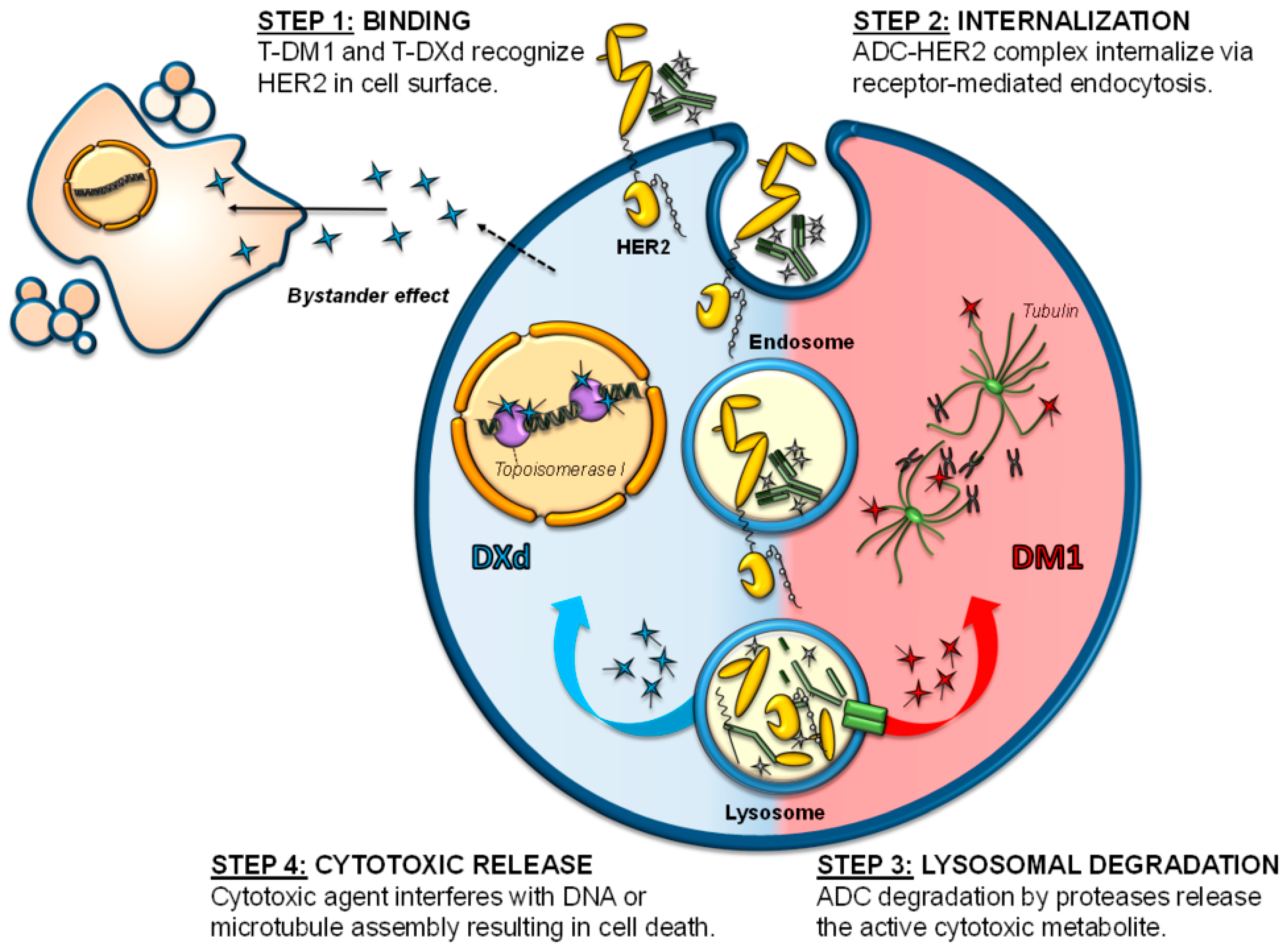 Cancers 14 00154 g002