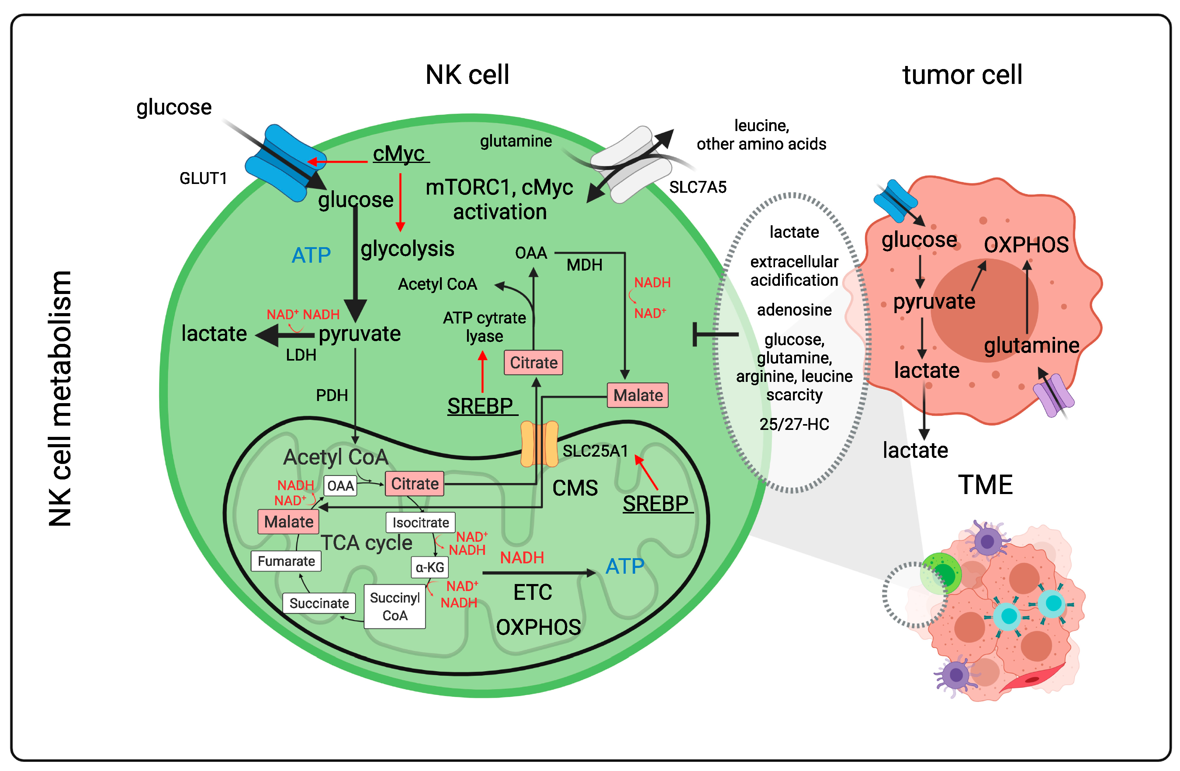 Cancers 14 00183 g005 550
