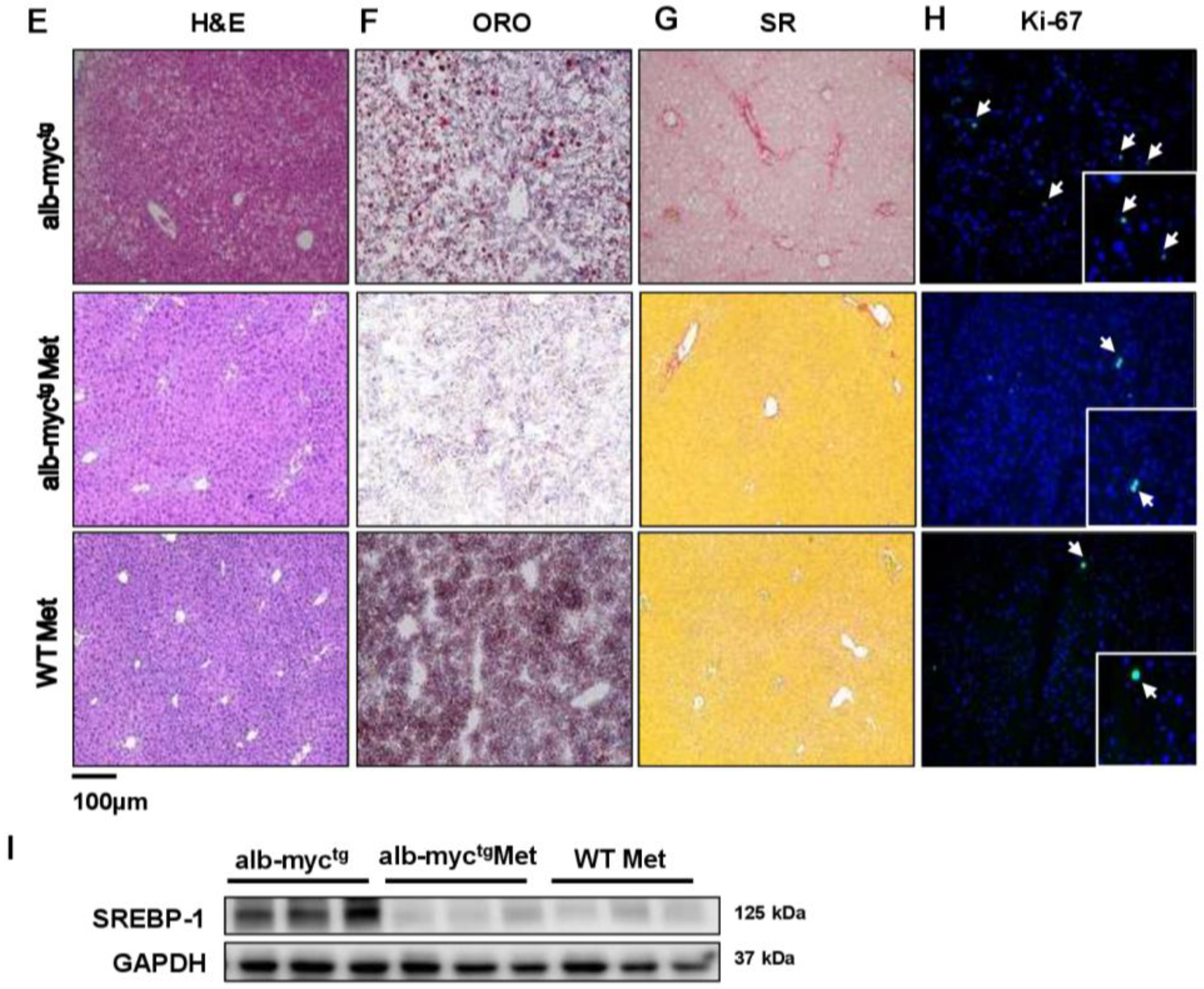 Cancers 14 00192 g007b
