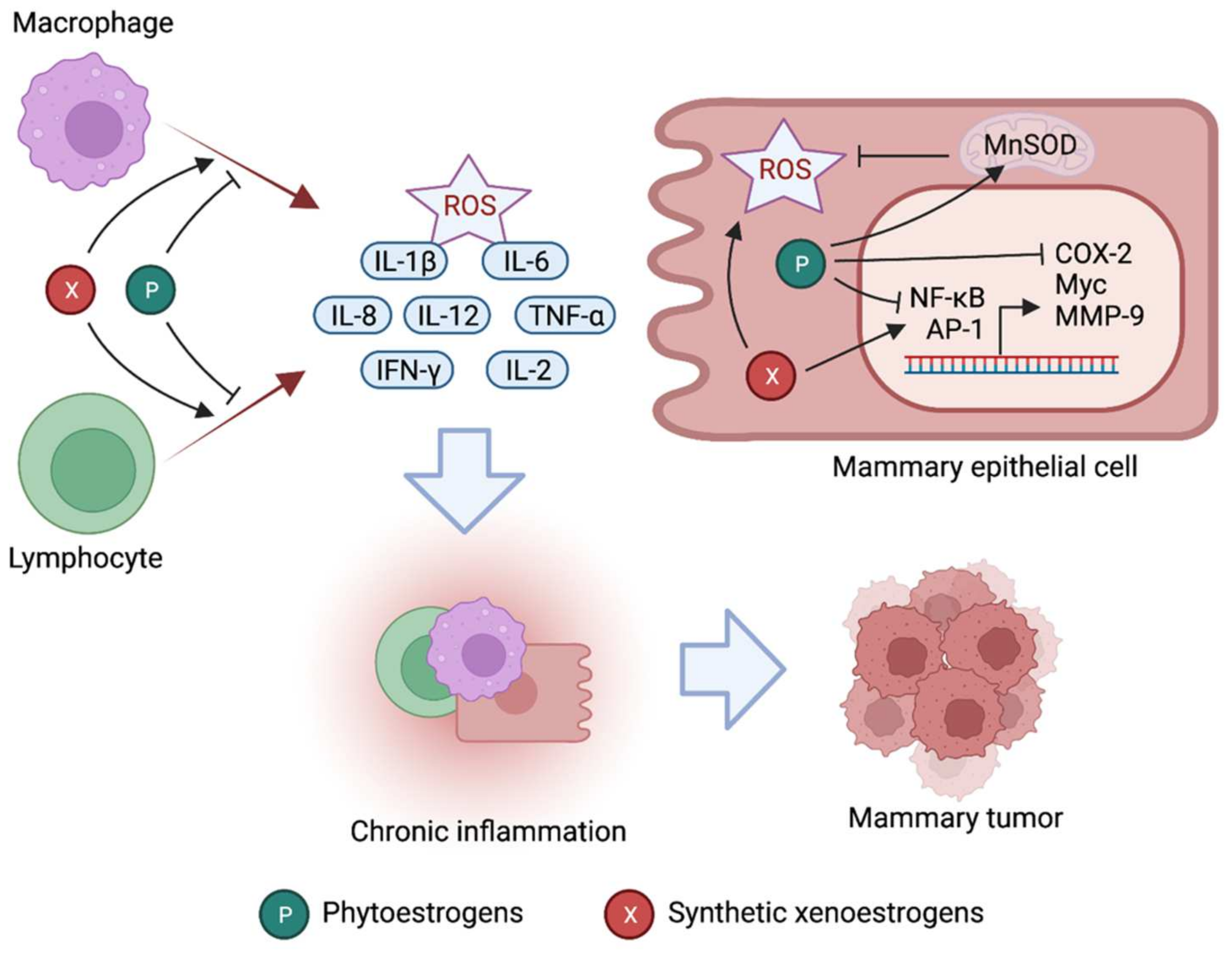 Cancers Free FullText Natural and Synthetic Estrogens in Chronic
