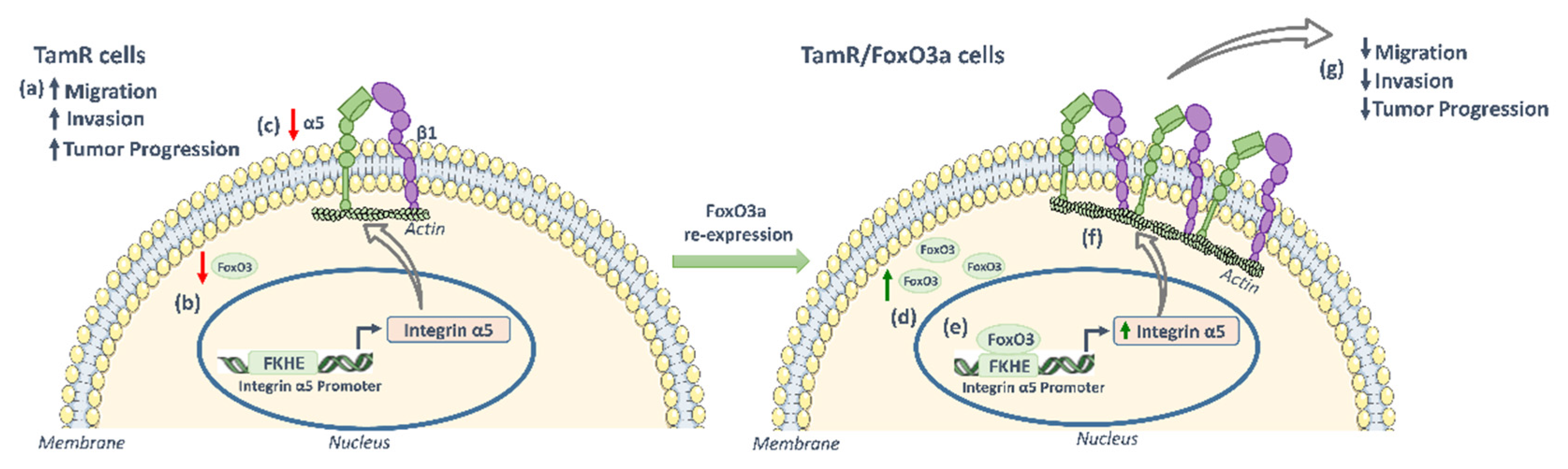 Cancers 14 00214 g006