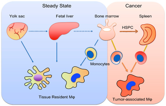 Tumor-Associated Macrophages in Hepatocellular Carcinoma