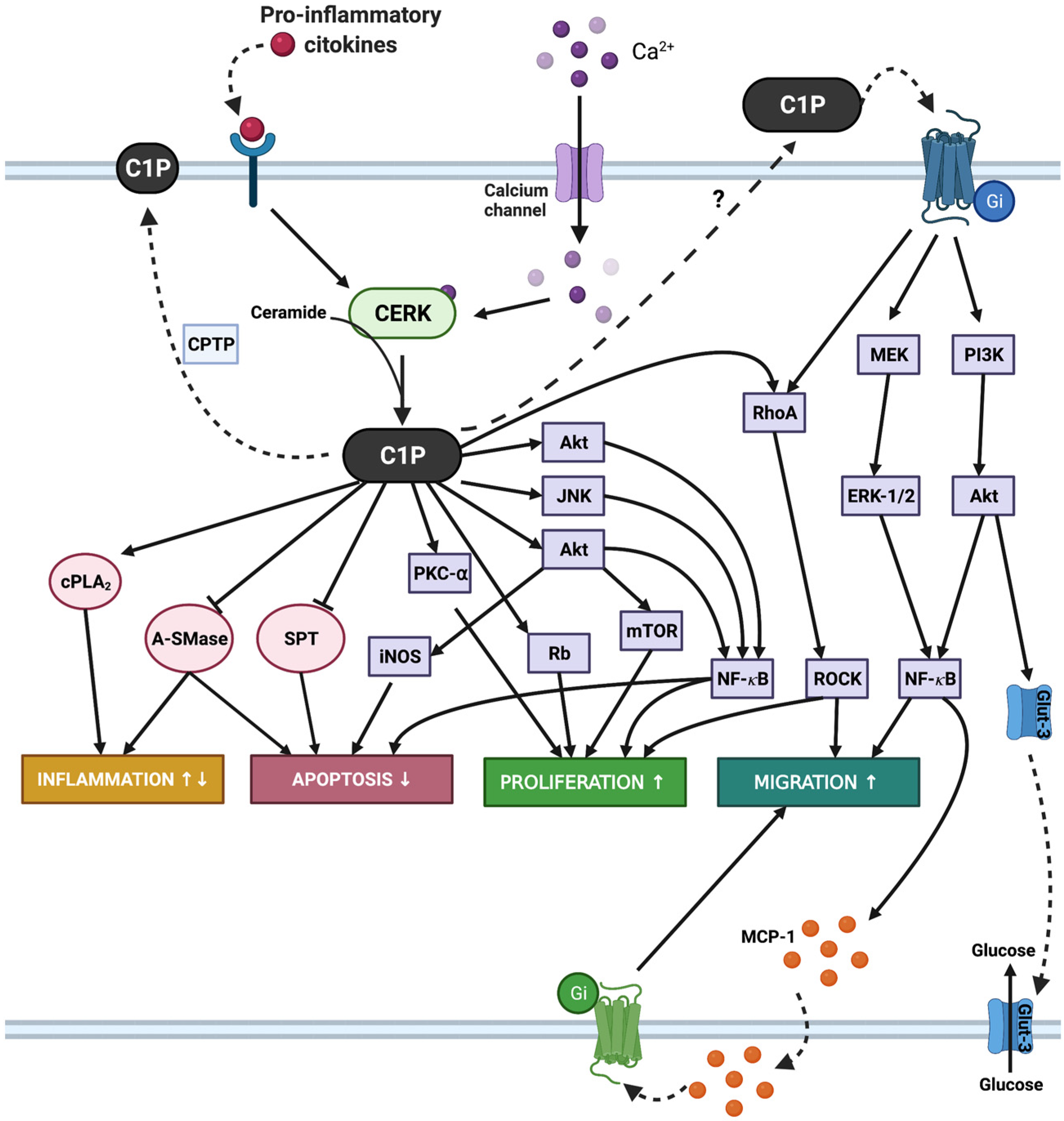 Cancers 14 00227 g003