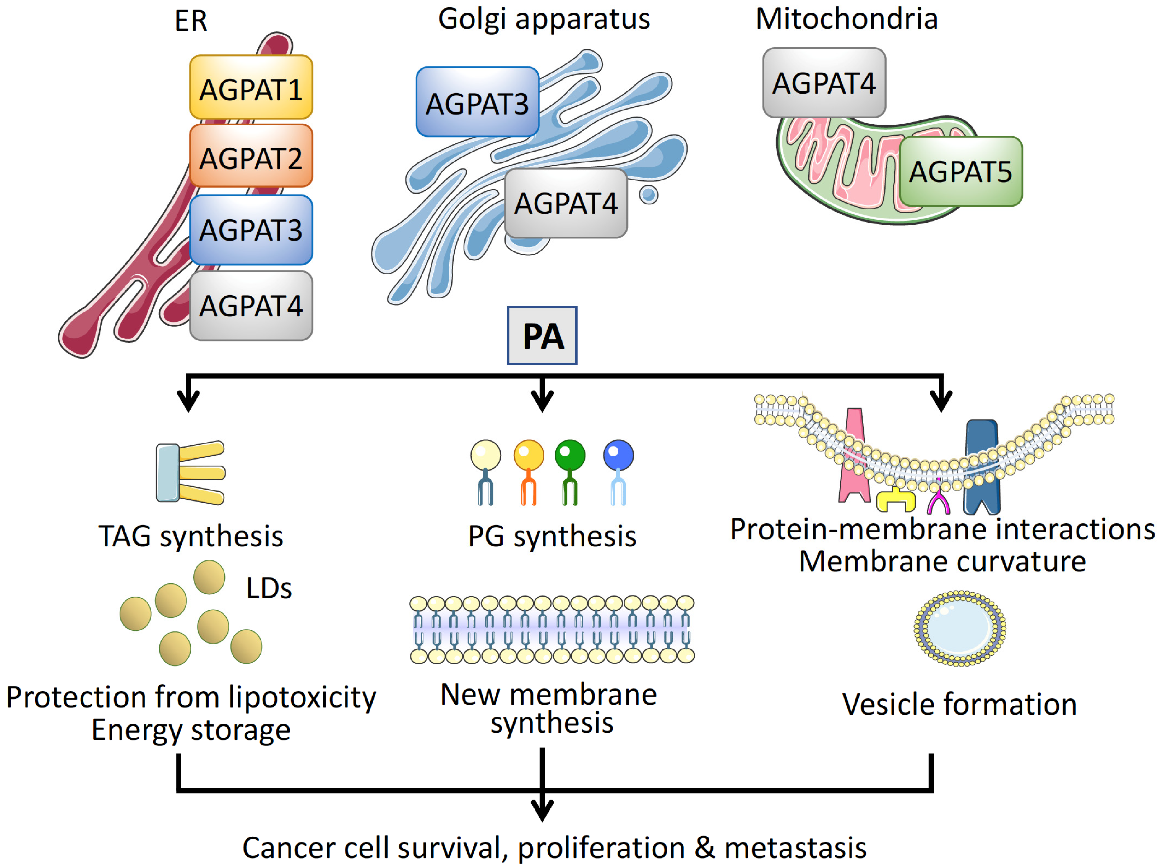 Cancers 14 00228 g003
