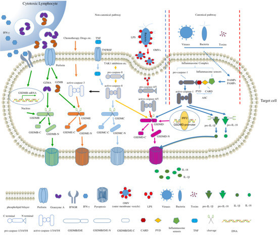 Comprehensive Pan-Cancer Analyses of Pyroptosis-Related Comprehensive Pan-Cancer Analyses of Pyroptosis-Related