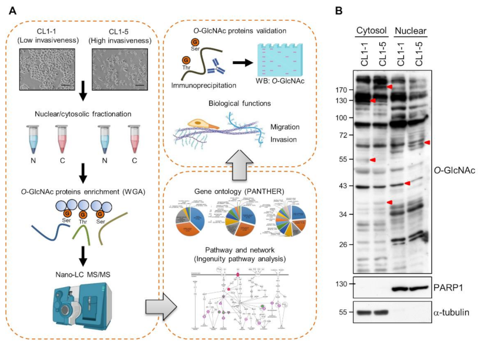 Cancers 14 00243 g001
