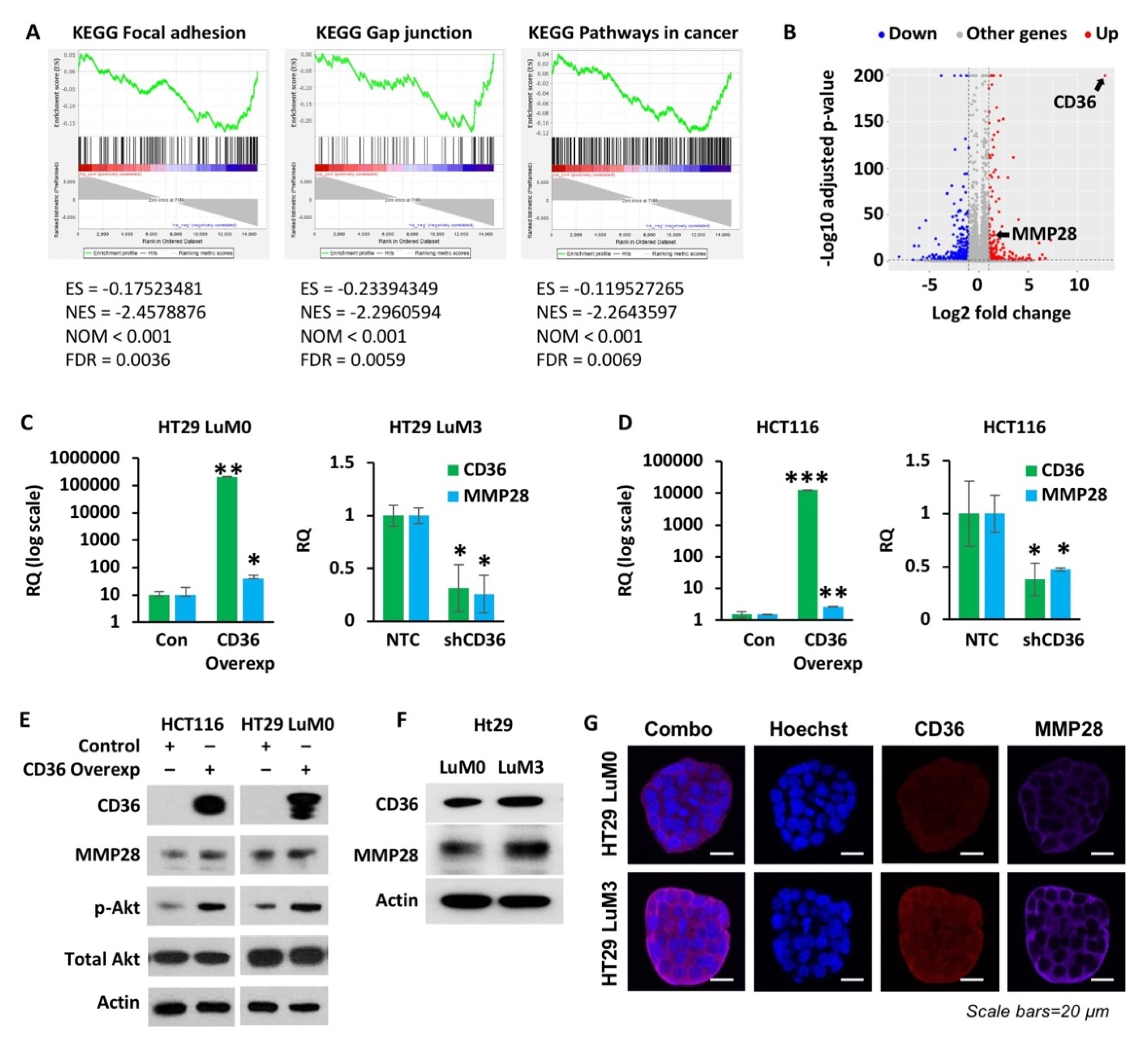 Cancers 14 00252 g004