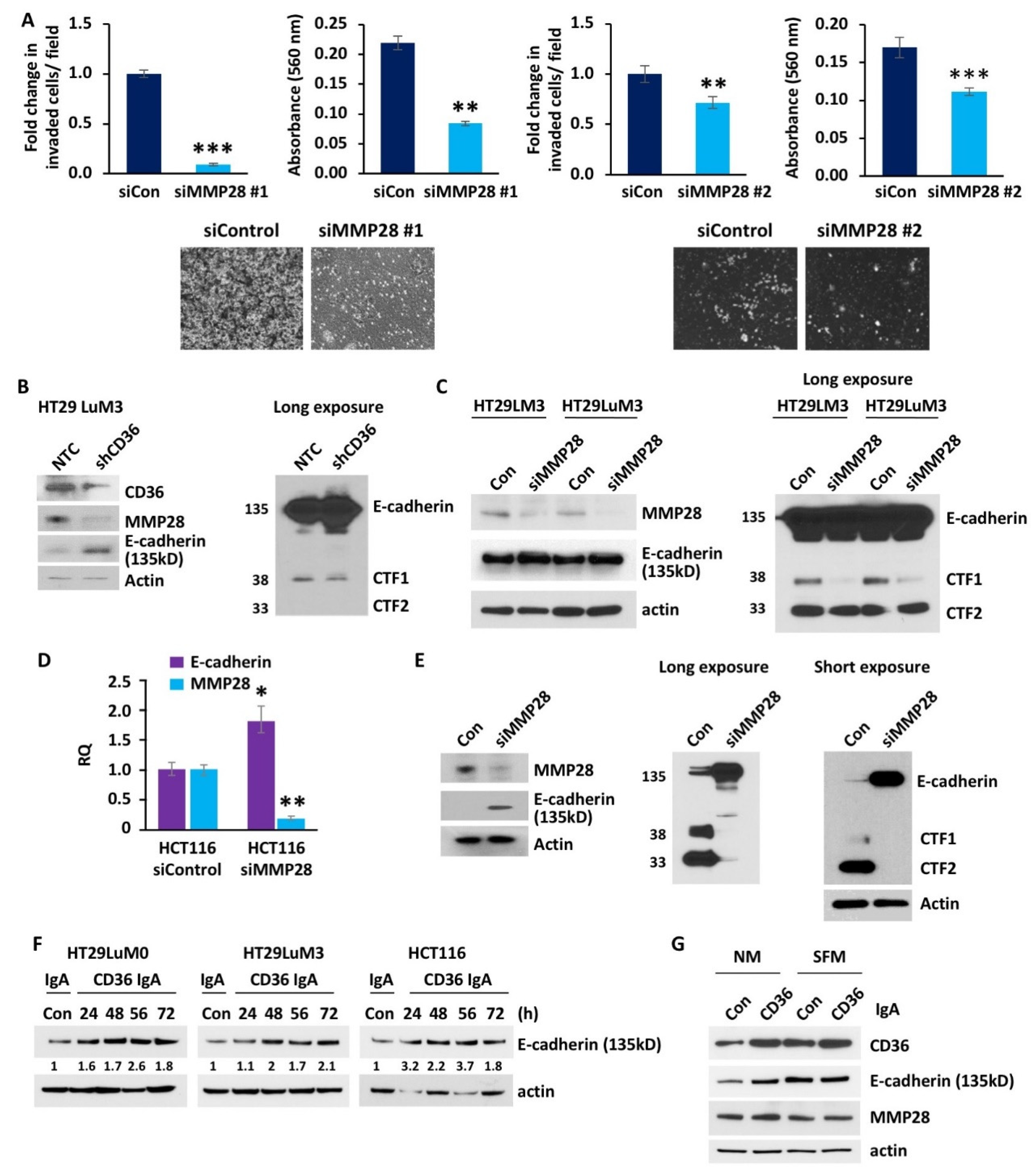 Cancers 14 00252 g005