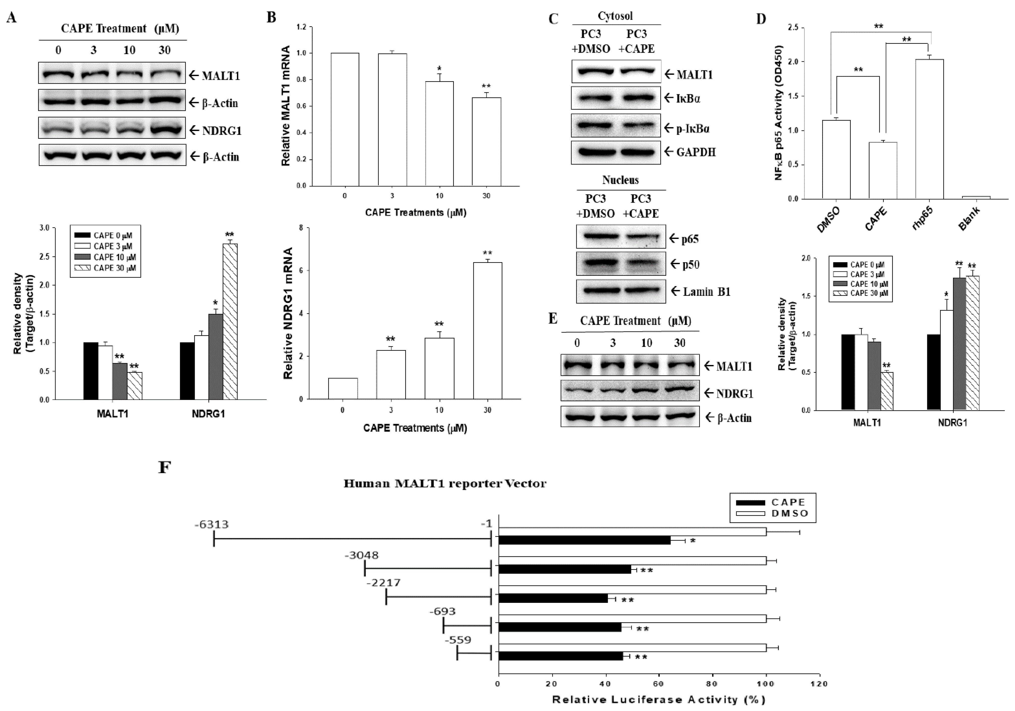 Cancers 14 00274 g003 Cancers 14 00274 g003