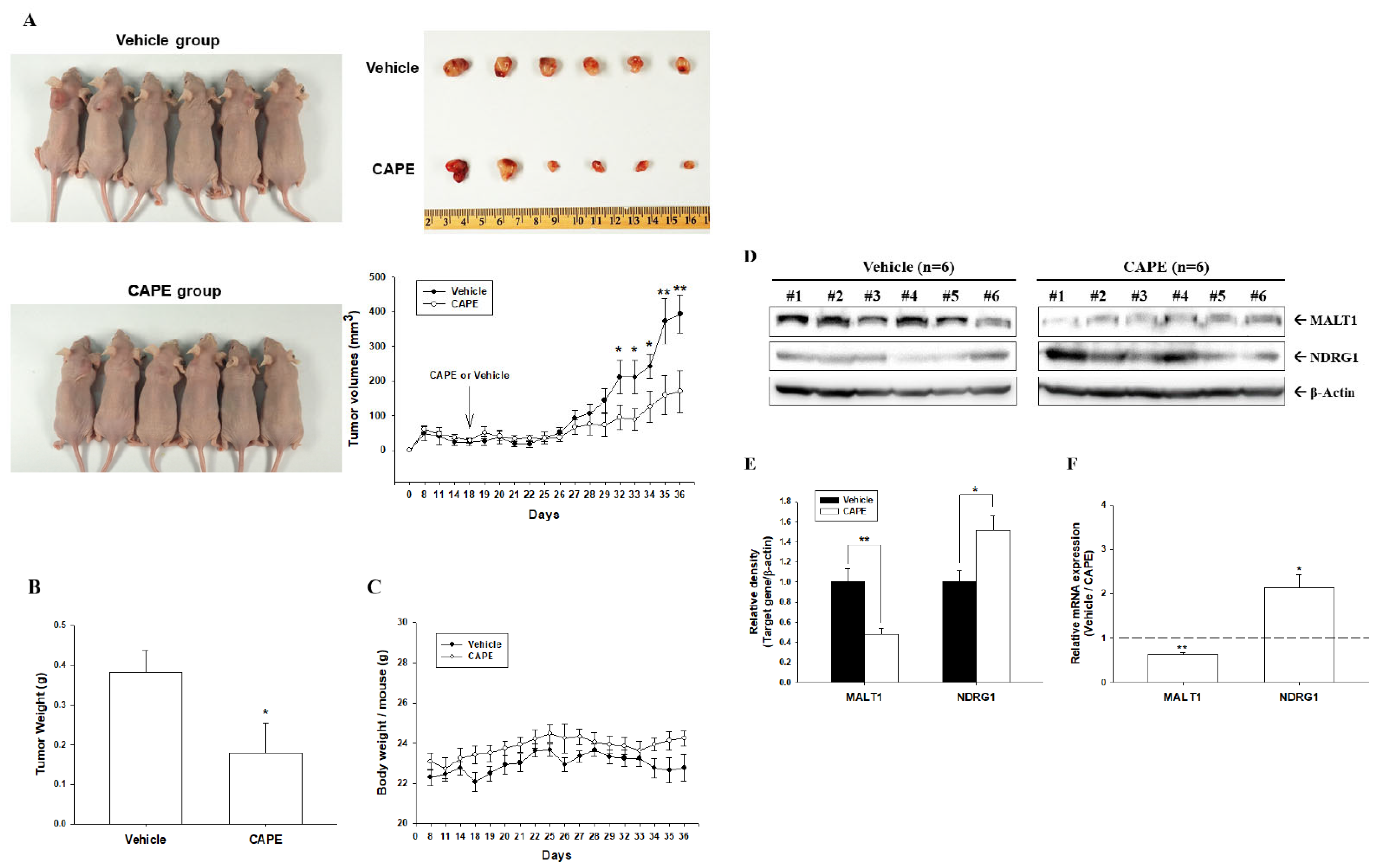 Cancers 14 00274 g007 Cancers 14 00274 g007