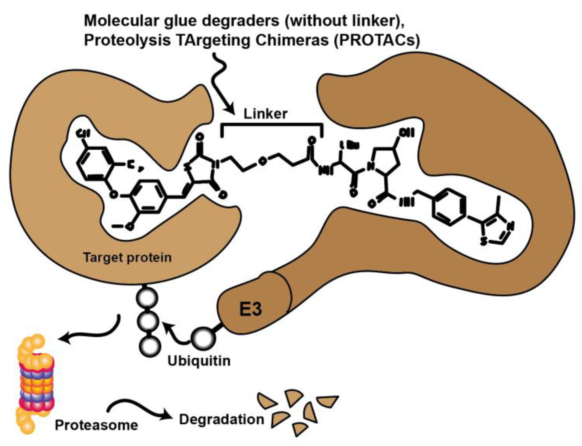 Cancers Free Full Text The Renaissance Of Cyclin Dependent Kinase Inhibitors Html