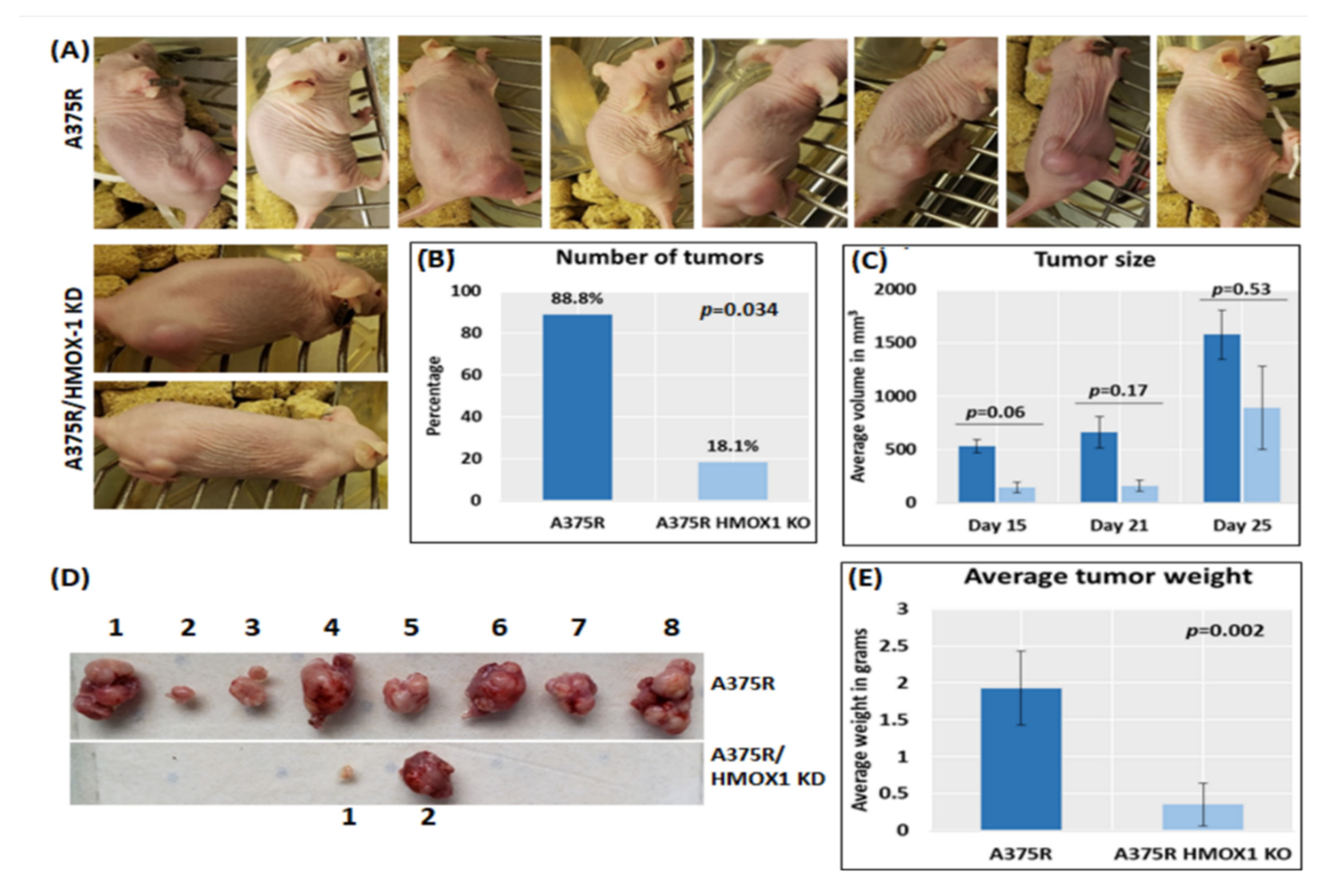 Cancers 14 00311 g005