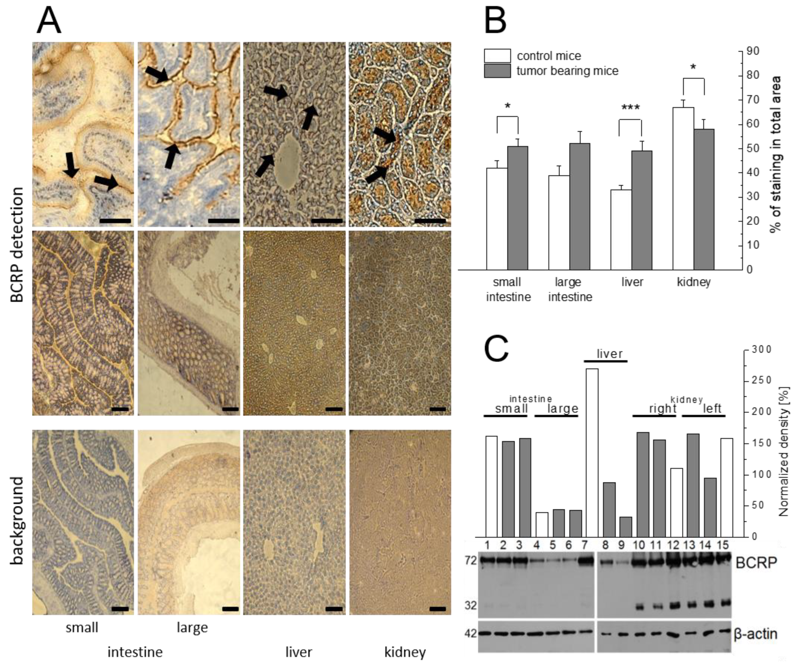 Cancers 14 00313 g001 550