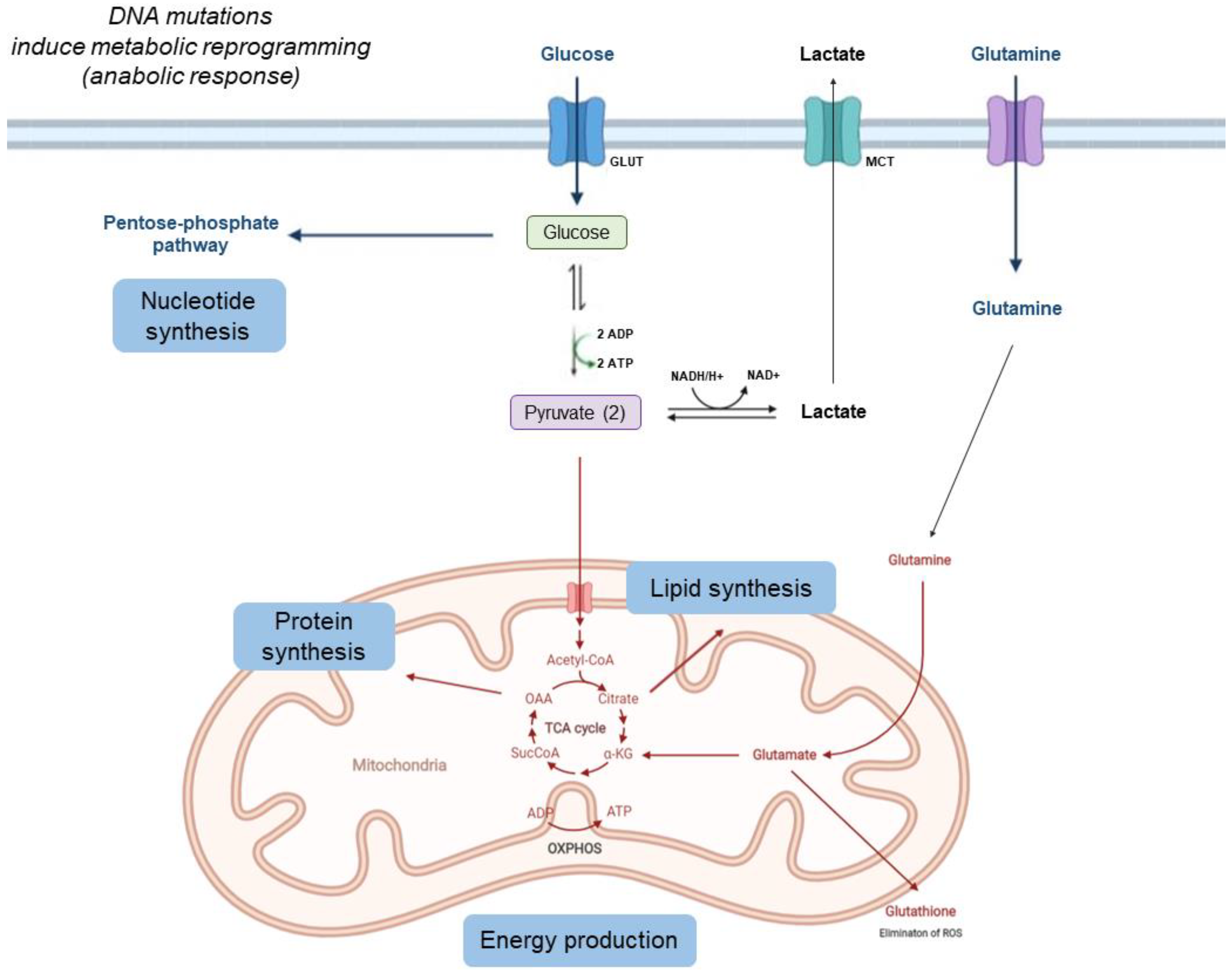 Cancers | Free Full-Text | Pathophysiological Integration of Metabolic Reprogramming in Breast Cancer