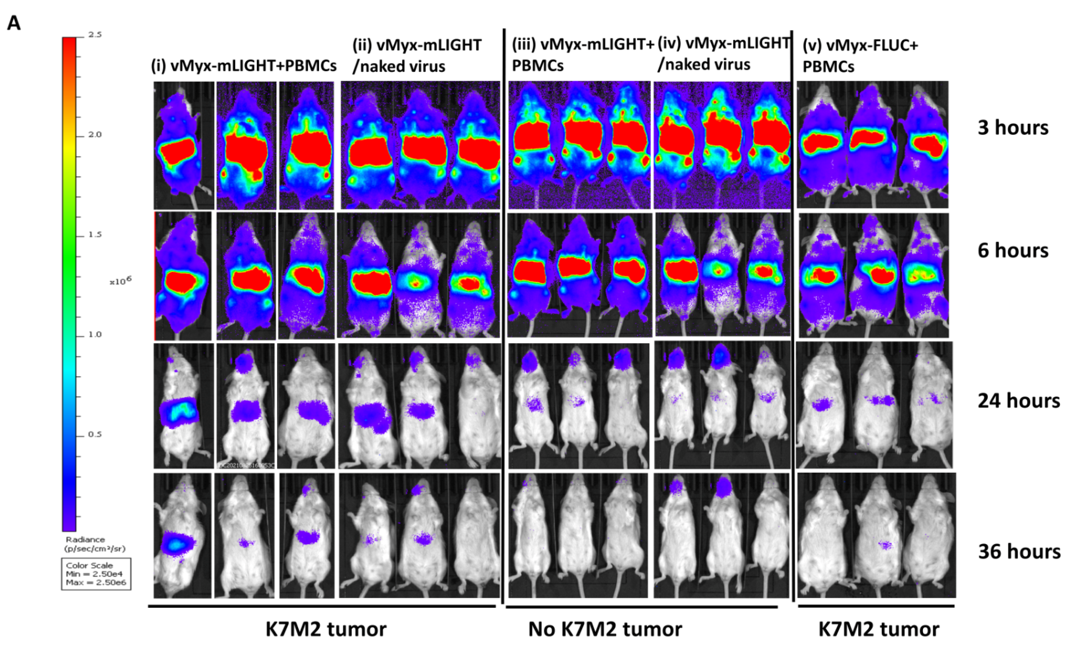 Cancers 14 00337 g003a Cancers 14 00337 g003a