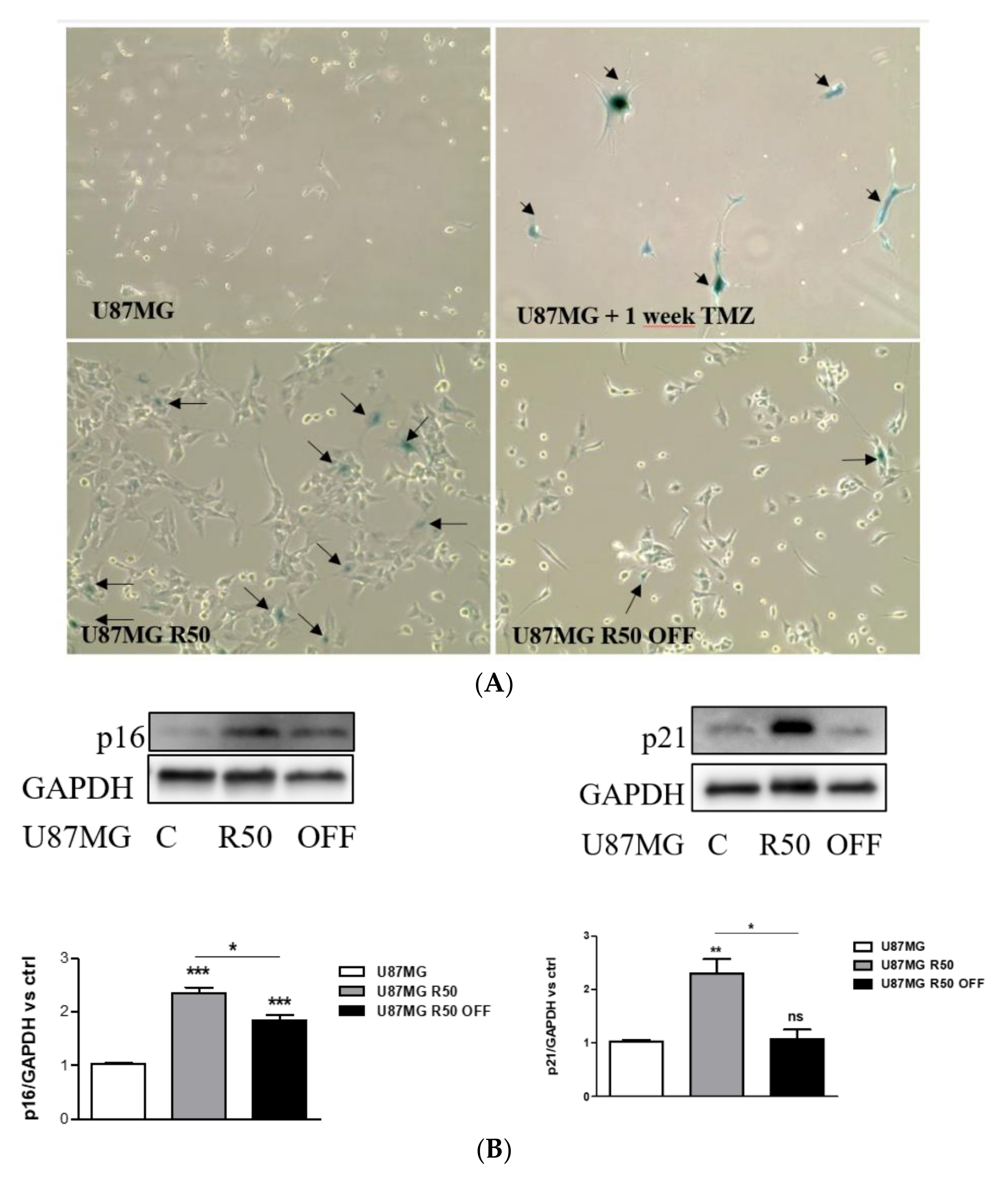 Cancers 14 00369 g002