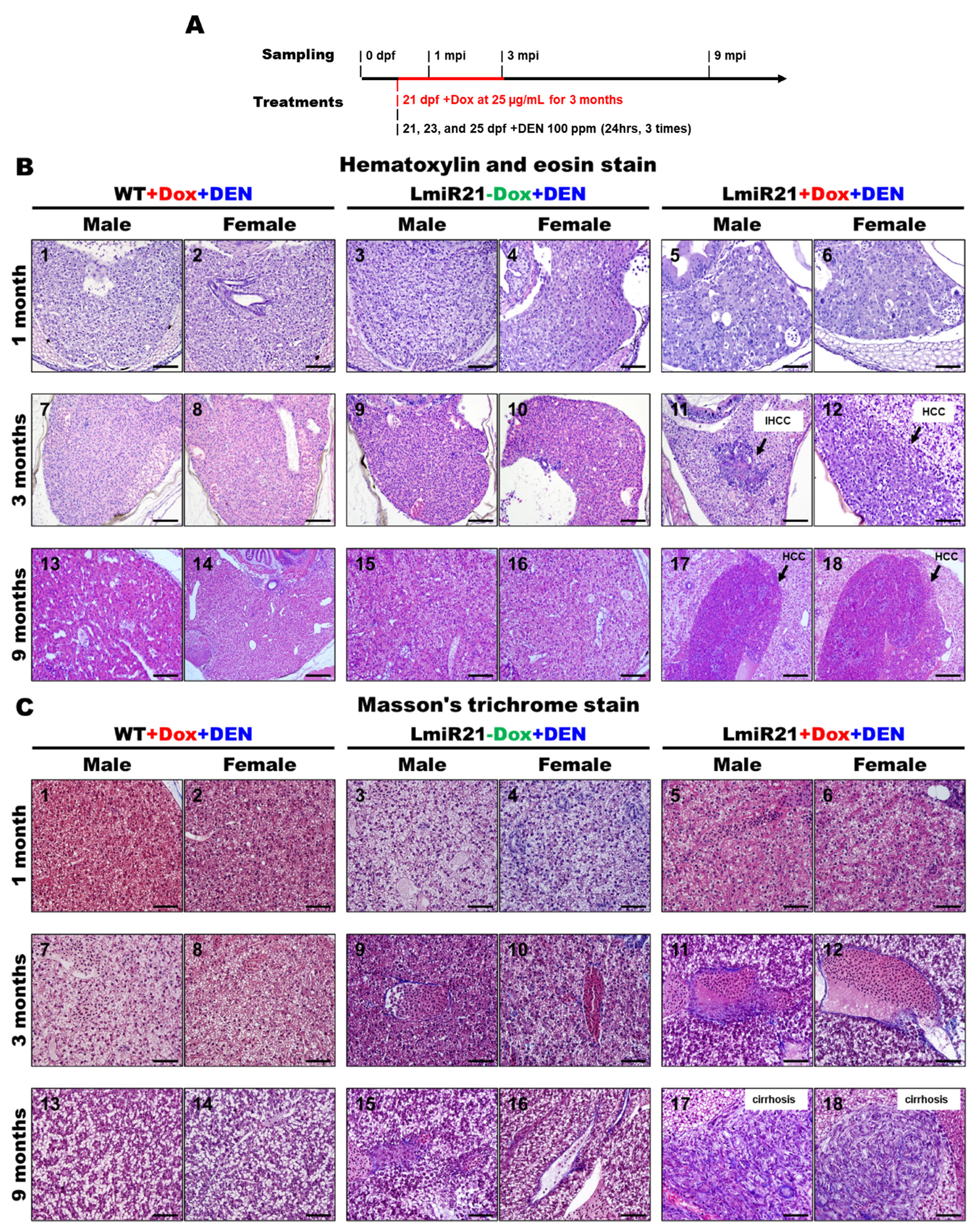 Cancers 14 00372 g001a 550
