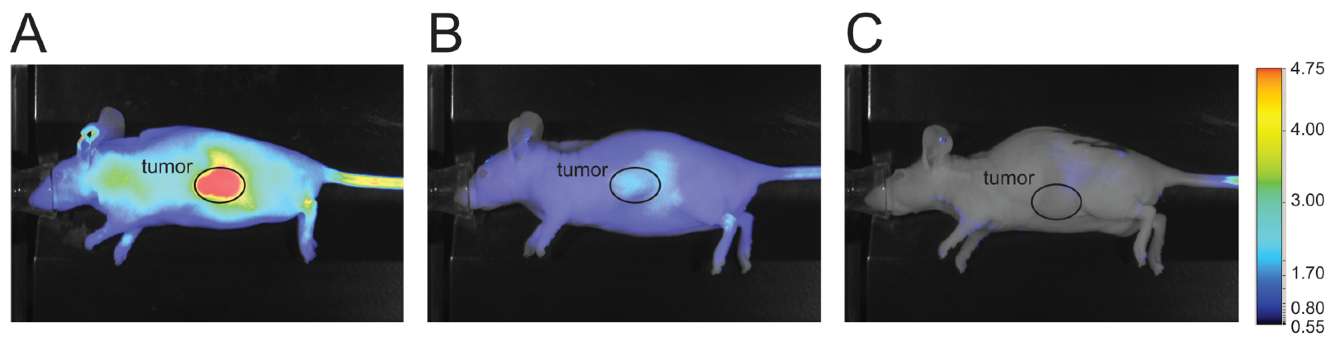 Cancers 14 00391 g002