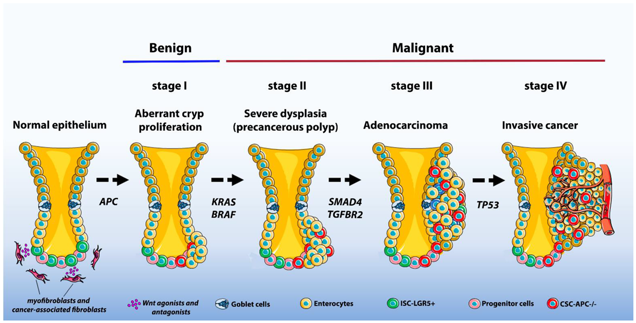 HSPA8 Activates Wnt/β‐Catenin Signaling to Facilitate BRAF V600E Colorectal  Cancer Progression by CMA‐Mediated CAV1 Degradation - Li - Advanced Science  - Wiley Online Library