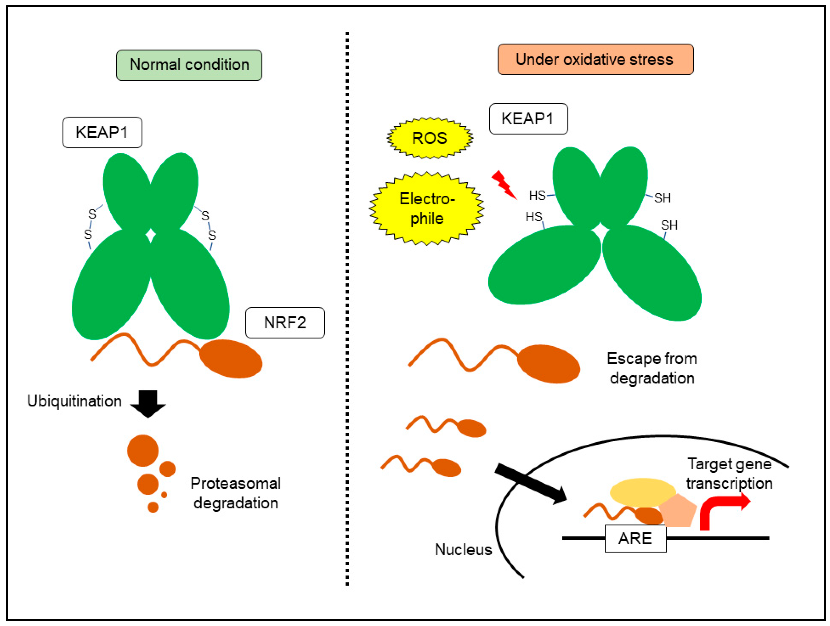 Cancers 14 00411 g003 550
