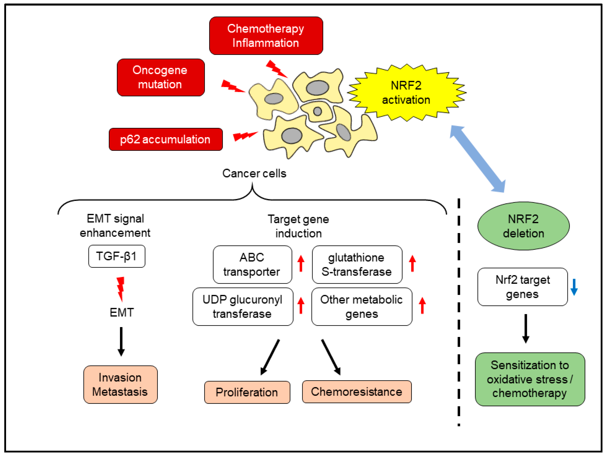Cancers Free FullText HIF1 and NRF2; Key Molecules for Malignant