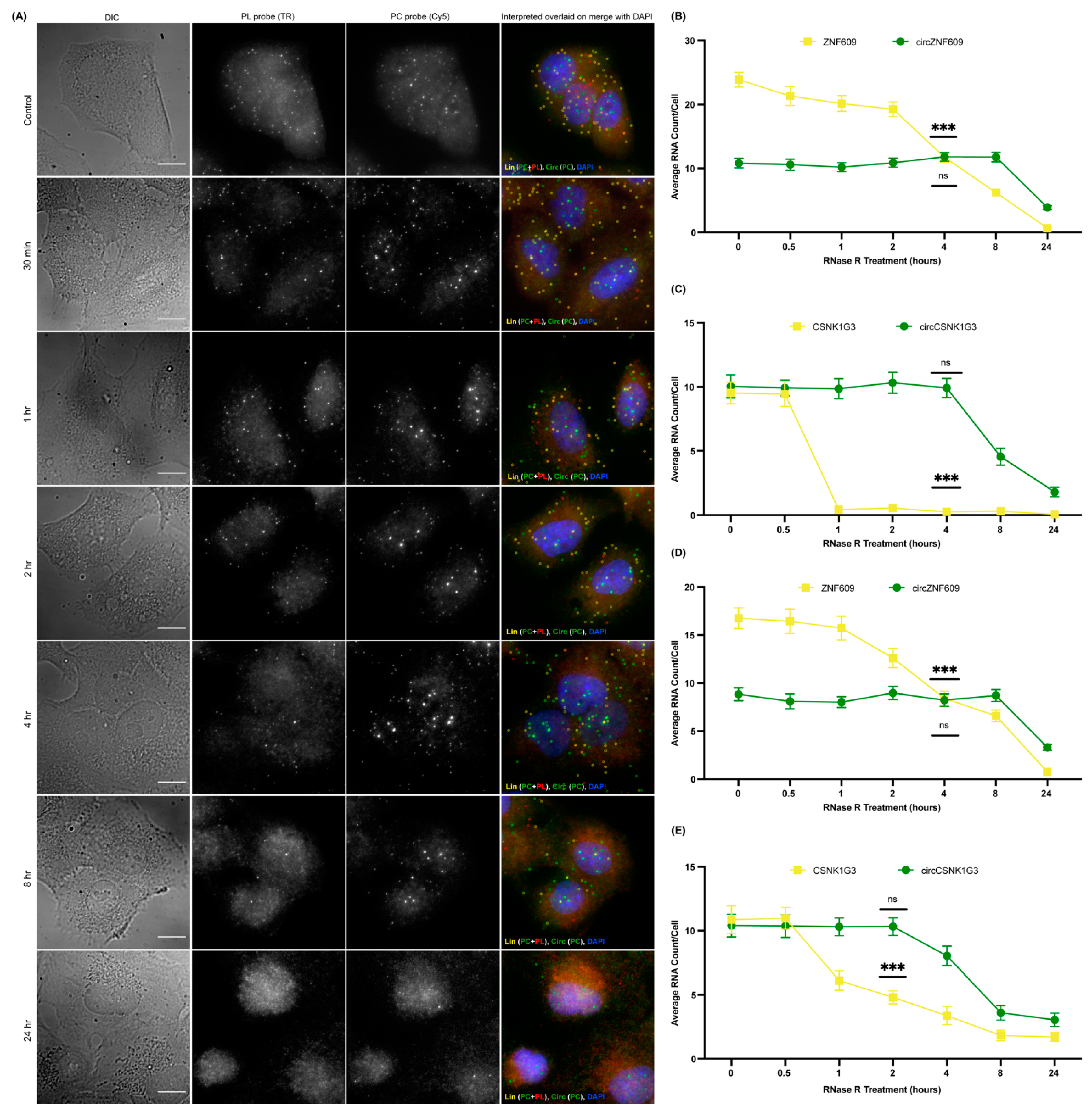 Cancers 14 00428 g002